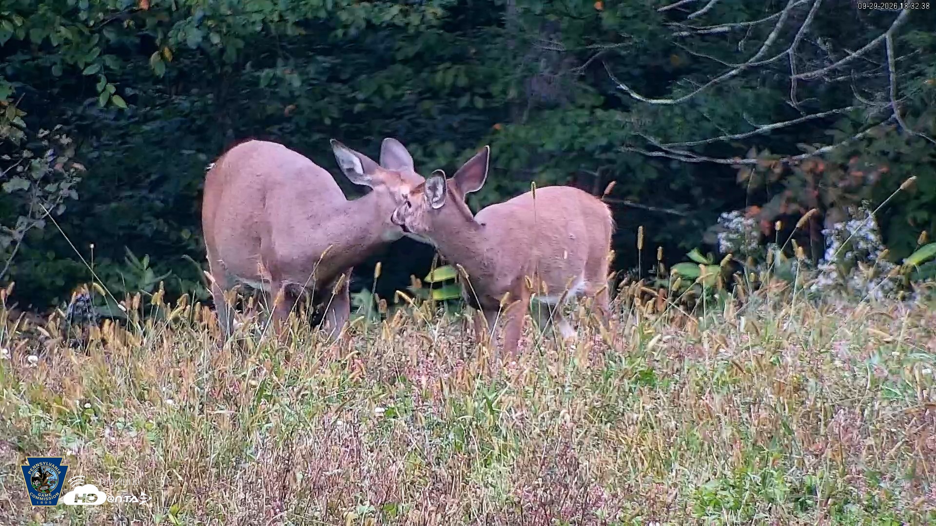 Snapshot of Pennsylvania Elk Live Webcam taken Sep 29, 2026, 6:33pm EDT