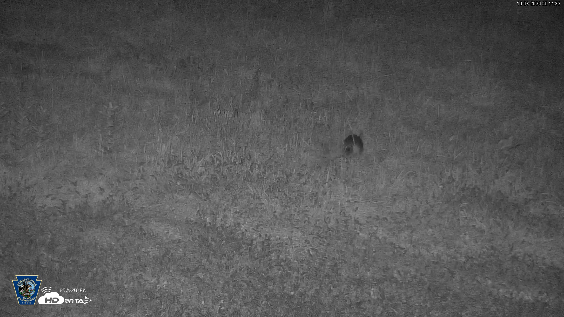 Snapshot of Pennsylvania Elk Live Webcam taken Oct 3, 2026, 8:15pm EDT