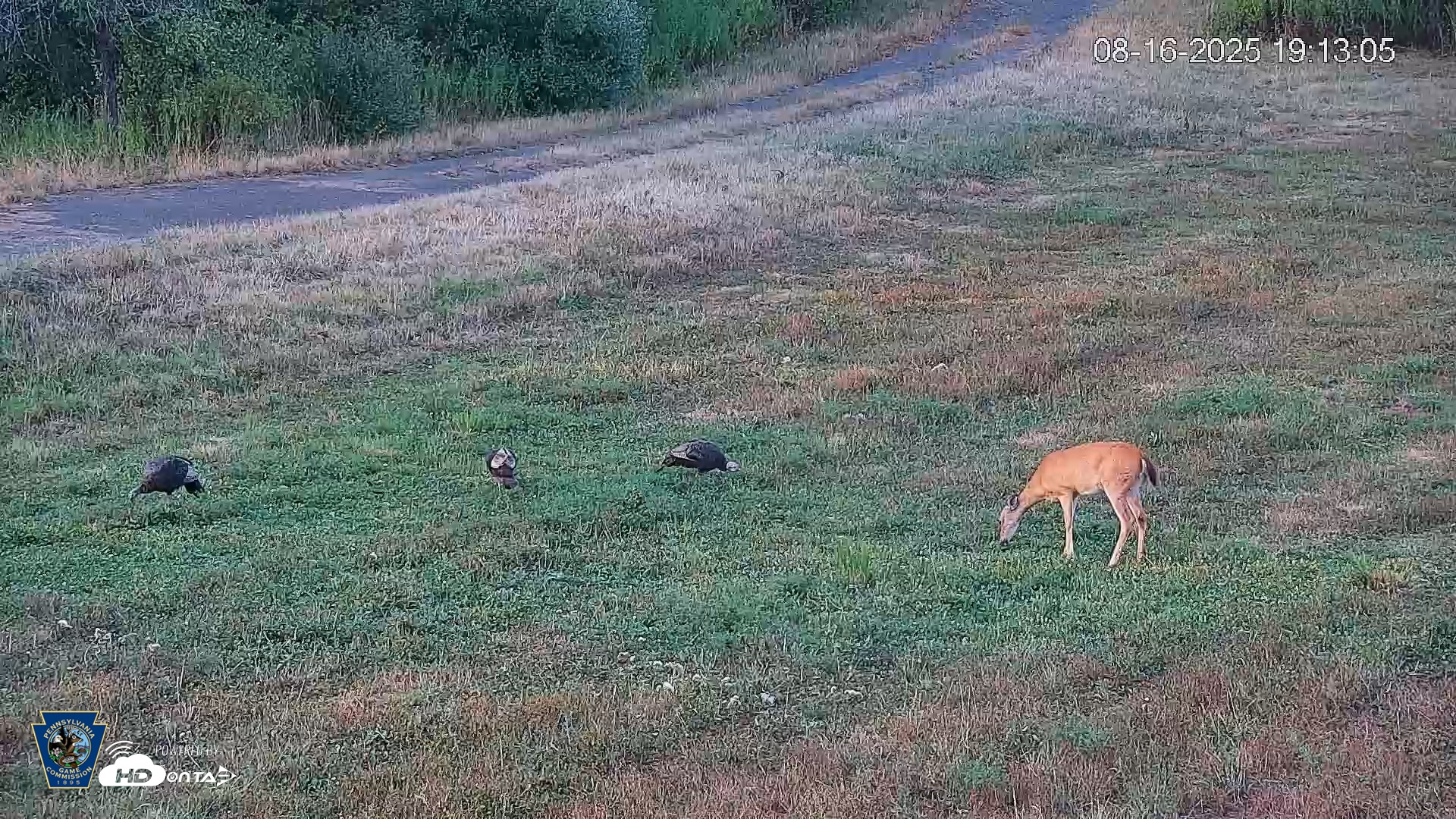 Snapshot of Pennsylvania Elk Live Webcam taken Aug 16, 2025, 7:13pm EDT