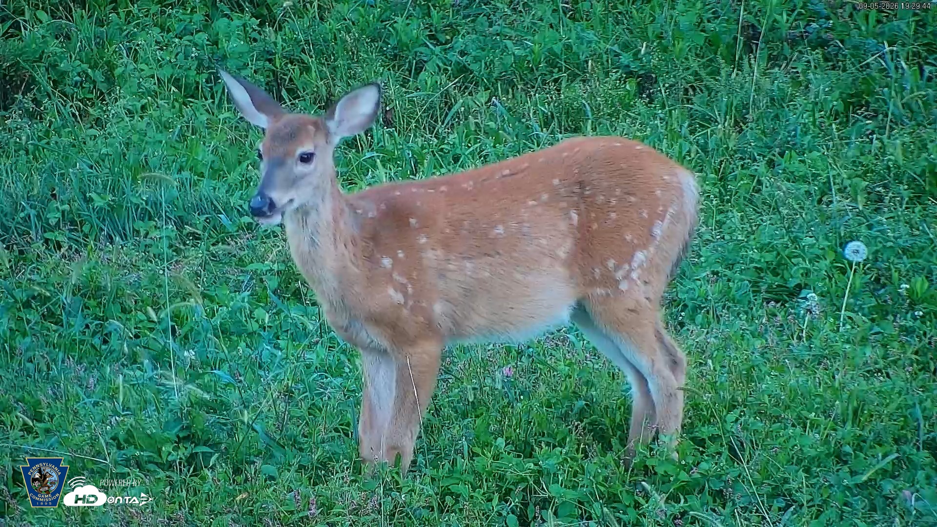 Snapshot of Pennsylvania Elk Live Webcam taken Sep 5, 2026, 7:30pm EDT