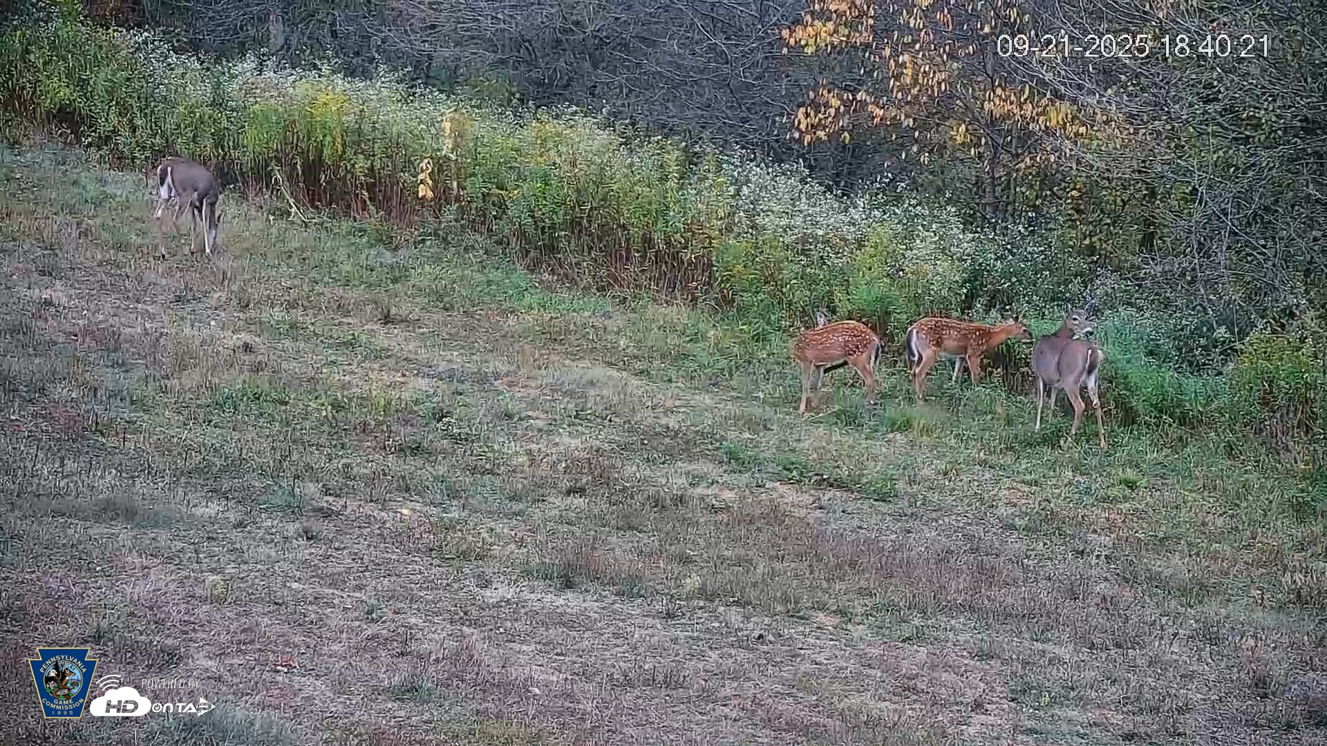 Snapshot of Pennsylvania Elk Live Webcam taken Sep 21, 2025, 6:41pm EDT