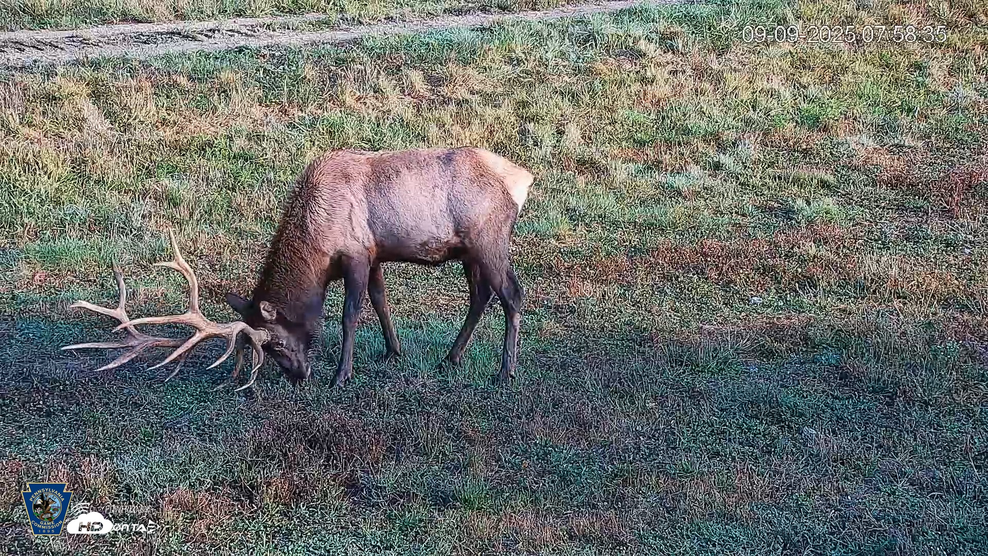 Snapshot of Pennsylvania Elk Live Webcam taken Sep 9, 2025, 7:59am EDT