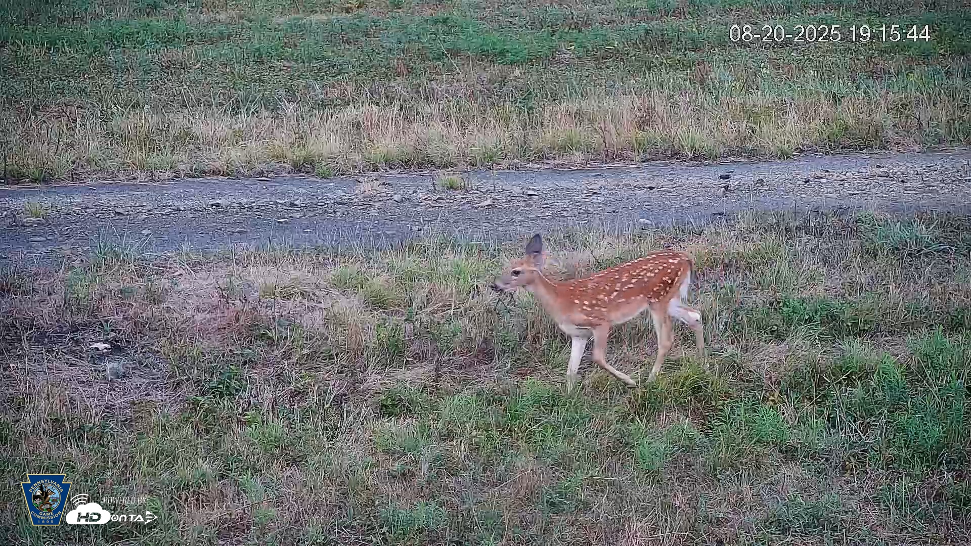 Snapshot of Pennsylvania Elk Live Webcam taken Aug 20, 2025, 7:16pm EDT