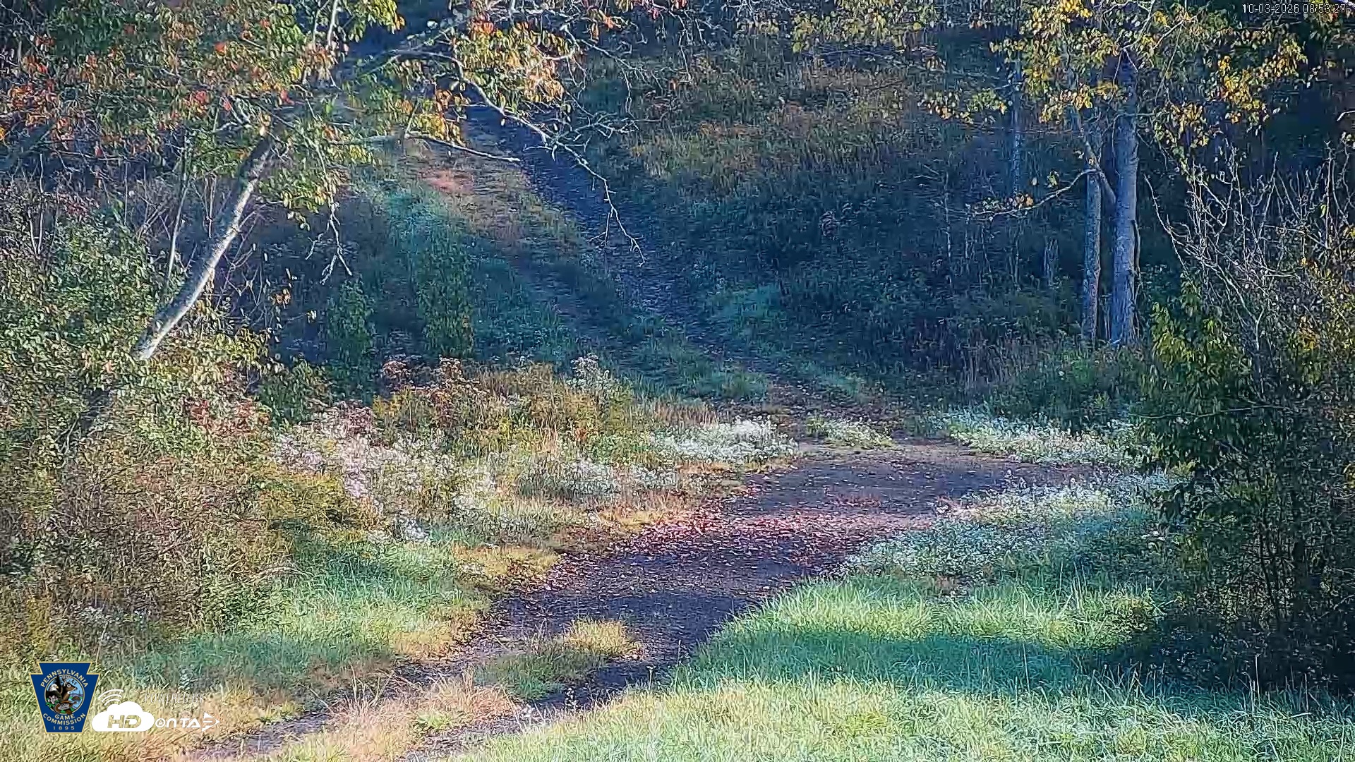 Snapshot of Pennsylvania Elk Live Webcam taken Oct 3, 2026, 8:54am EDT