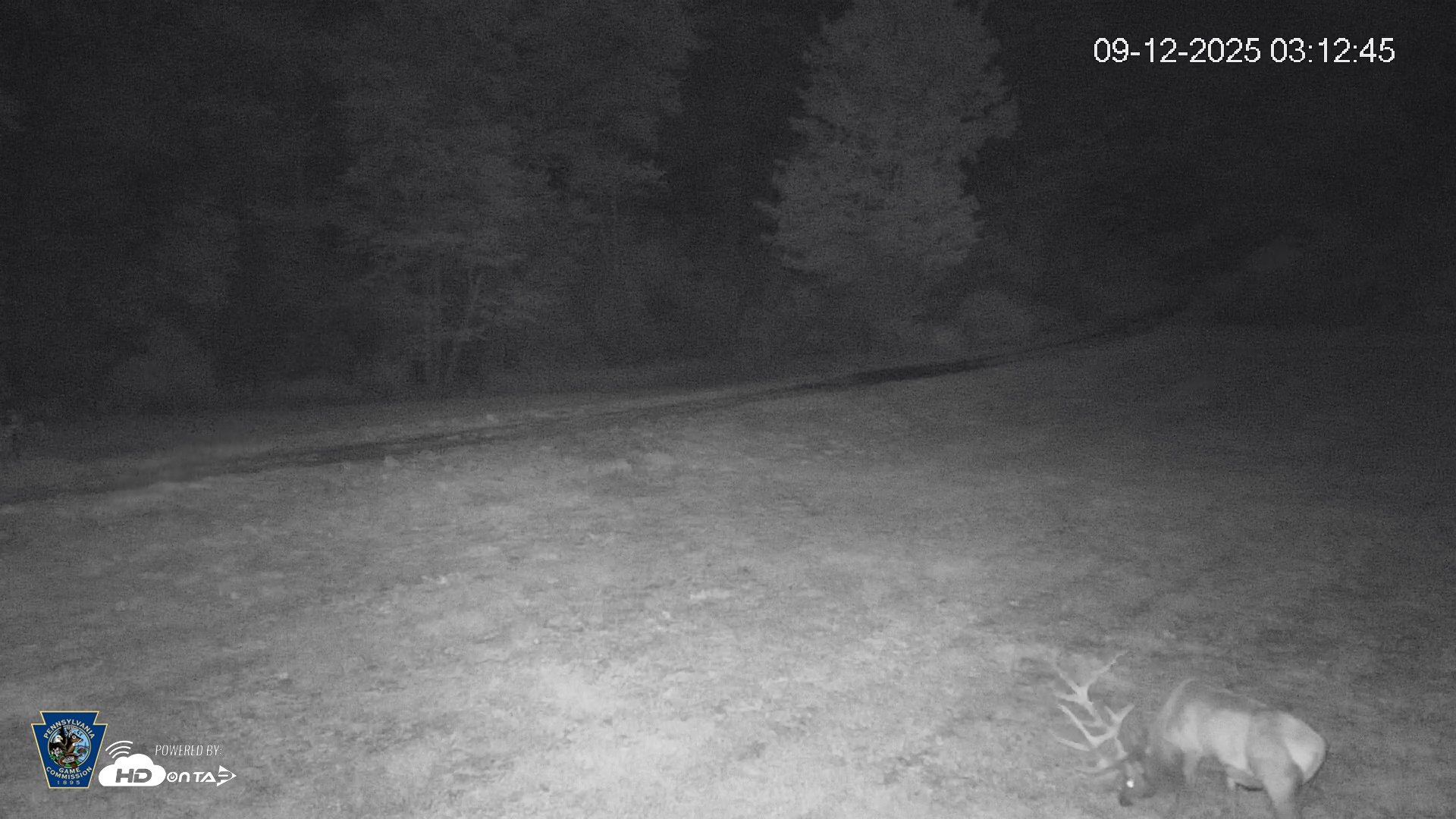 Snapshot of Pennsylvania Elk Live Webcam taken Sep 12, 2025, 3:13am EDT