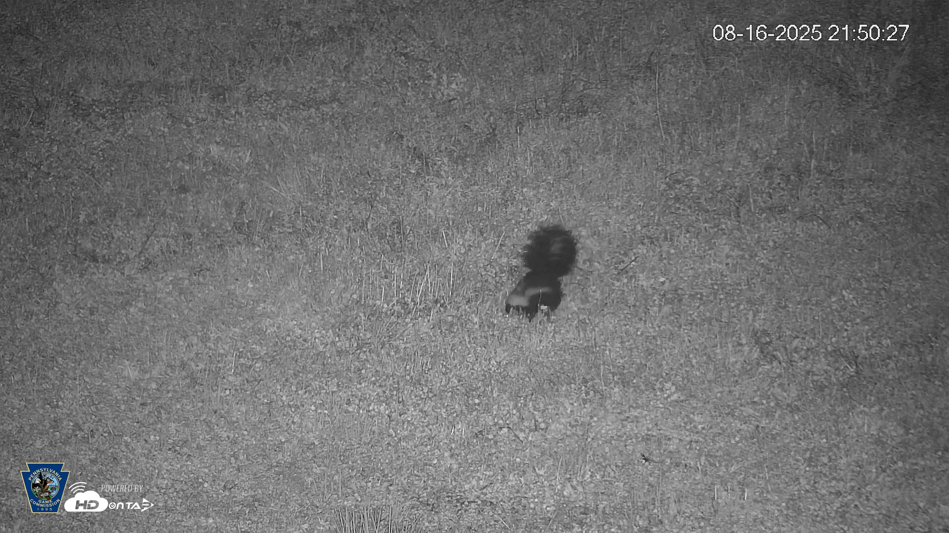 Snapshot of Pennsylvania Elk Live Webcam taken Aug 16, 2025, 9:51pm EDT