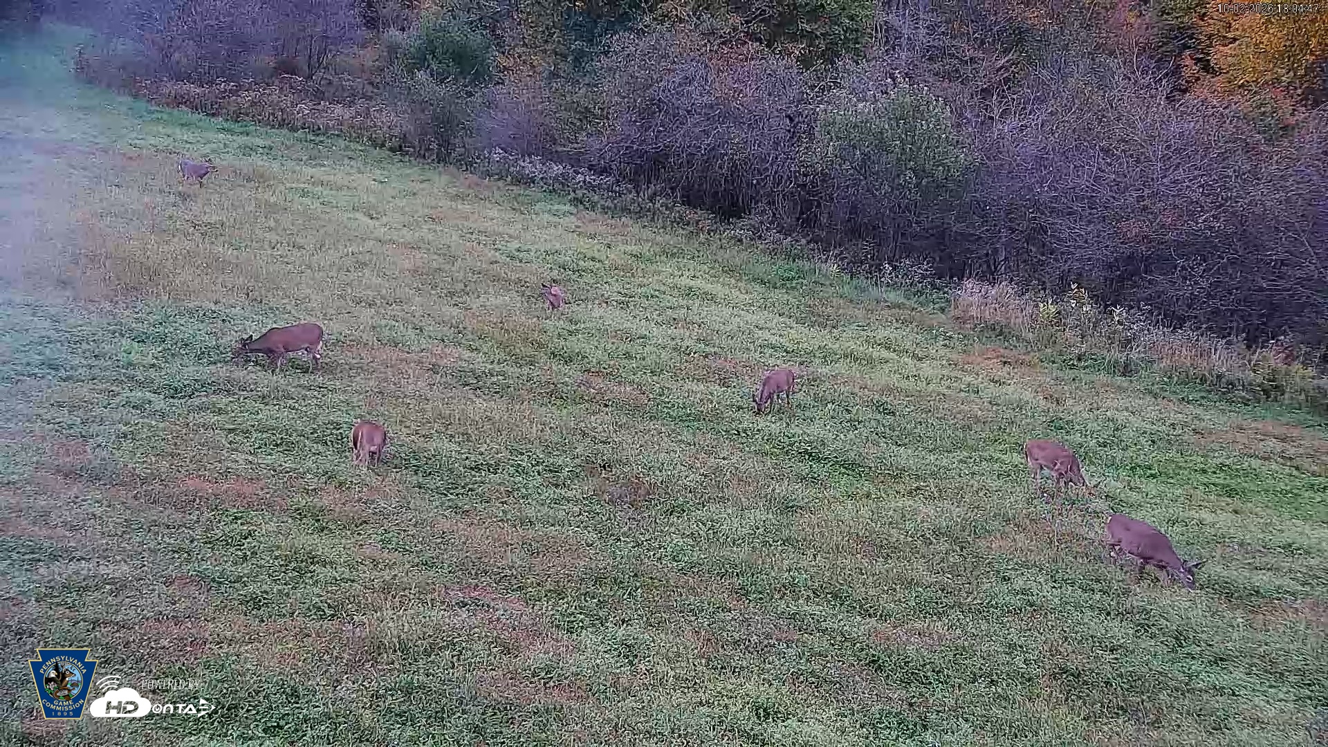 Snapshot of Pennsylvania Elk Live Webcam taken Oct 2, 2026, 6:05pm EDT
