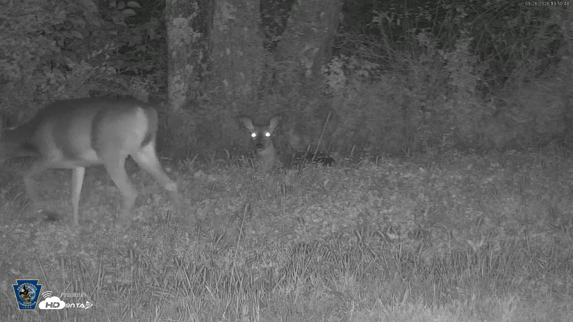 Snapshot of Pennsylvania Elk Live Webcam taken Sep 26, 2026, 7:51pm EDT