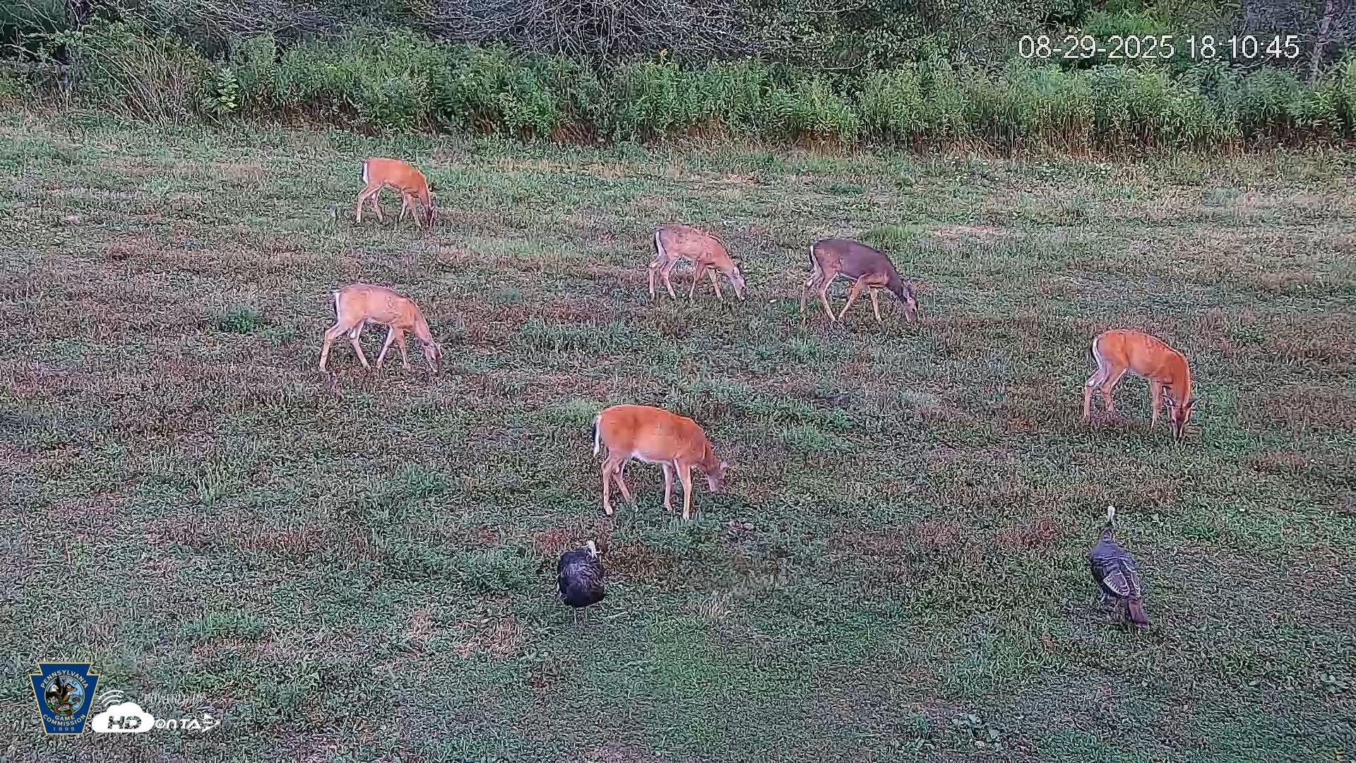 Snapshot of Pennsylvania Elk Live Webcam taken Aug 29, 2025, 6:11pm EDT
