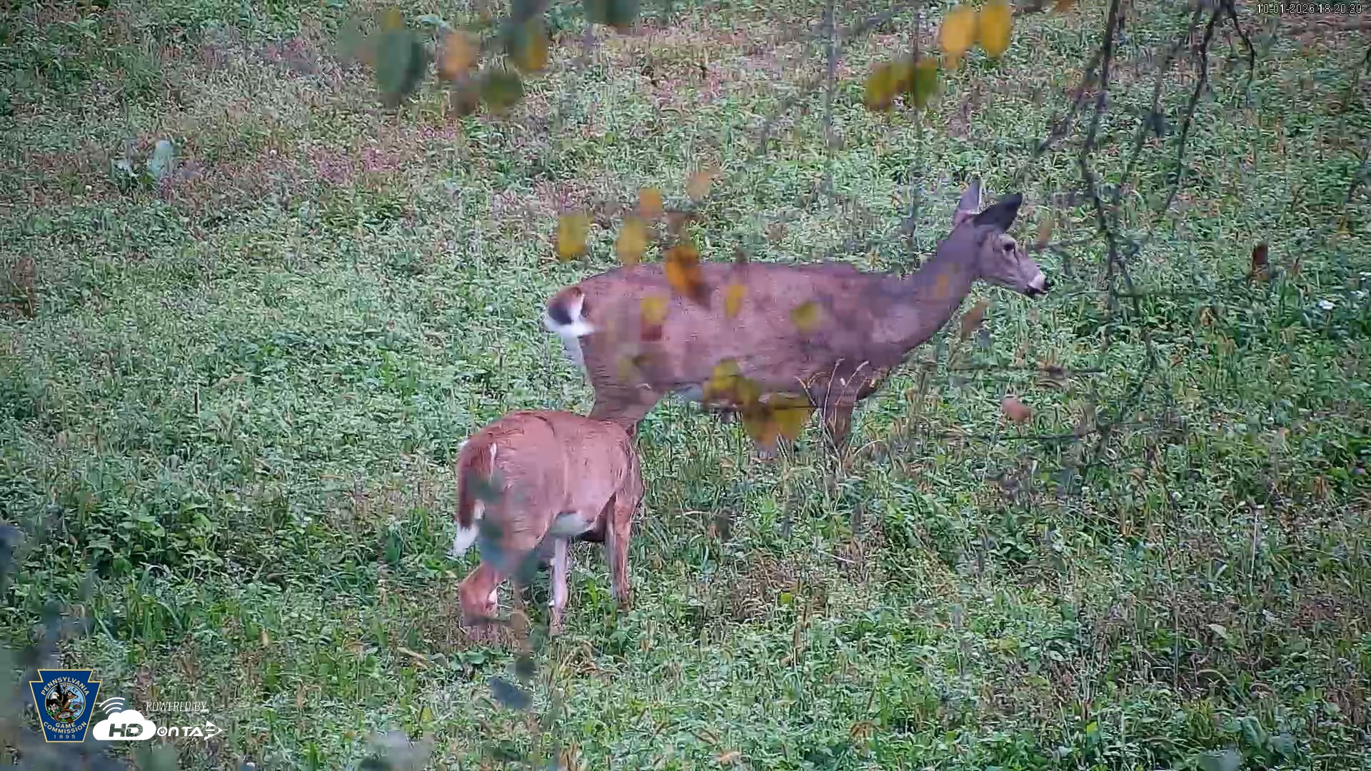 Snapshot of Pennsylvania Elk Live Webcam taken Oct 1, 2026, 6:21pm EDT