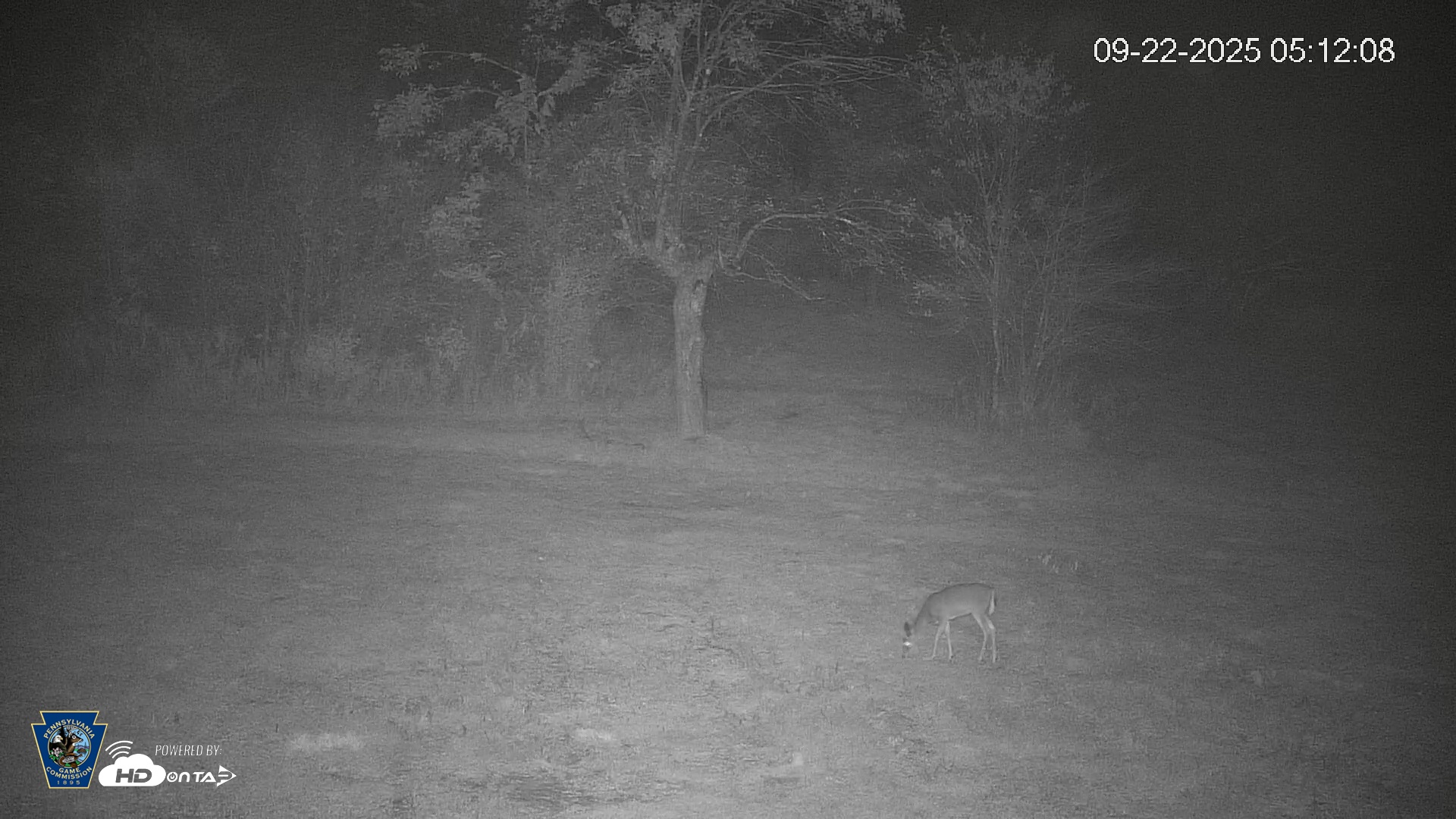 Snapshot of Pennsylvania Elk Live Webcam taken Sep 22, 2025, 5:12am EDT