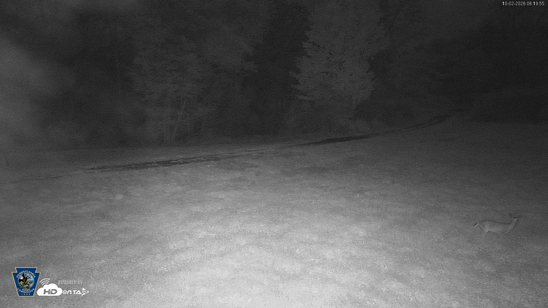 Snapshot of Pennsylvania Elk Live Webcam taken Oct 2, 2026, 6:20am EDT