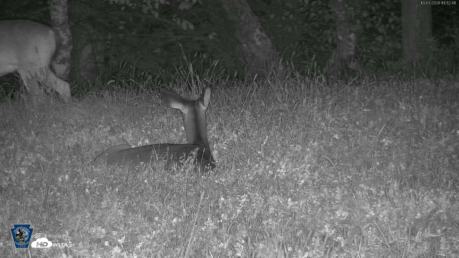 Snapshot of Pennsylvania Elk Live Webcam taken Oct 3, 2026, 7:53pm EDT