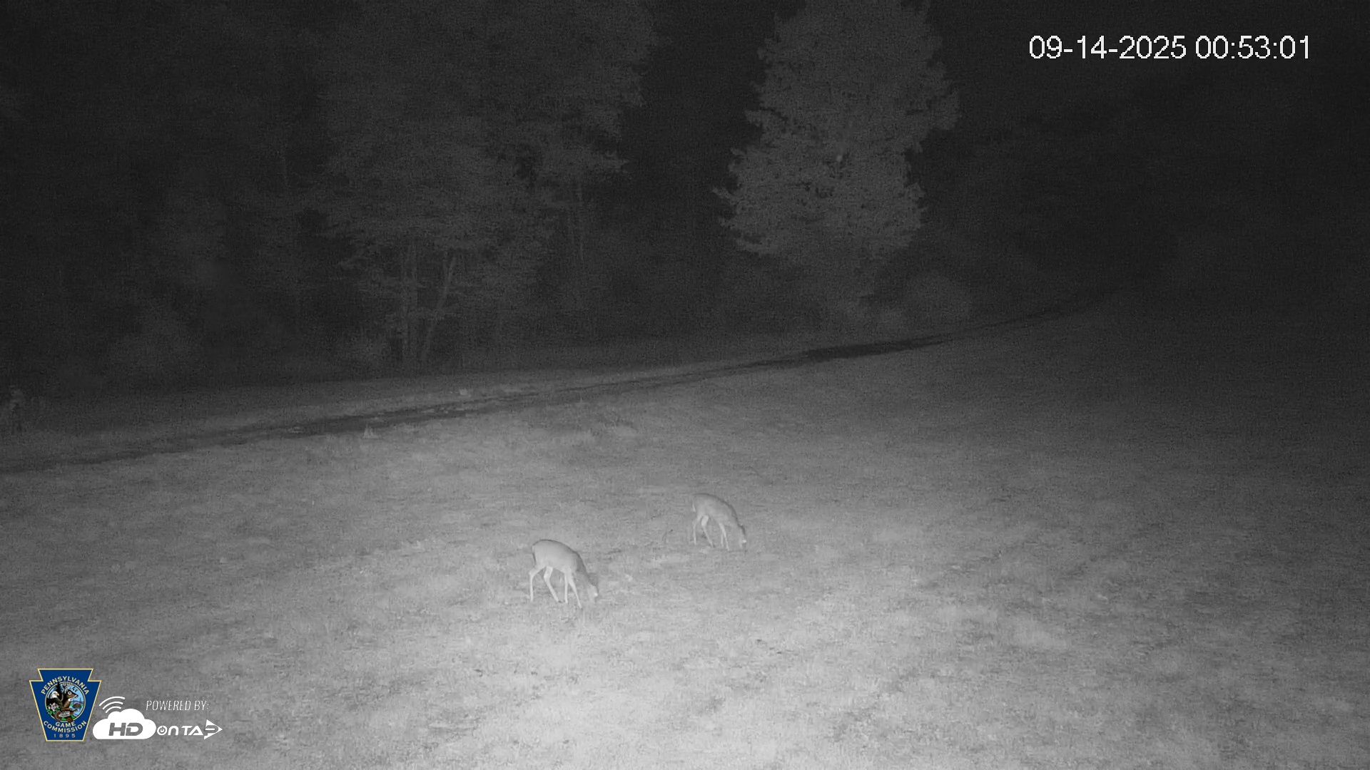 Snapshot of Pennsylvania Elk Live Webcam taken Sep 14, 2025, 12:53am EDT