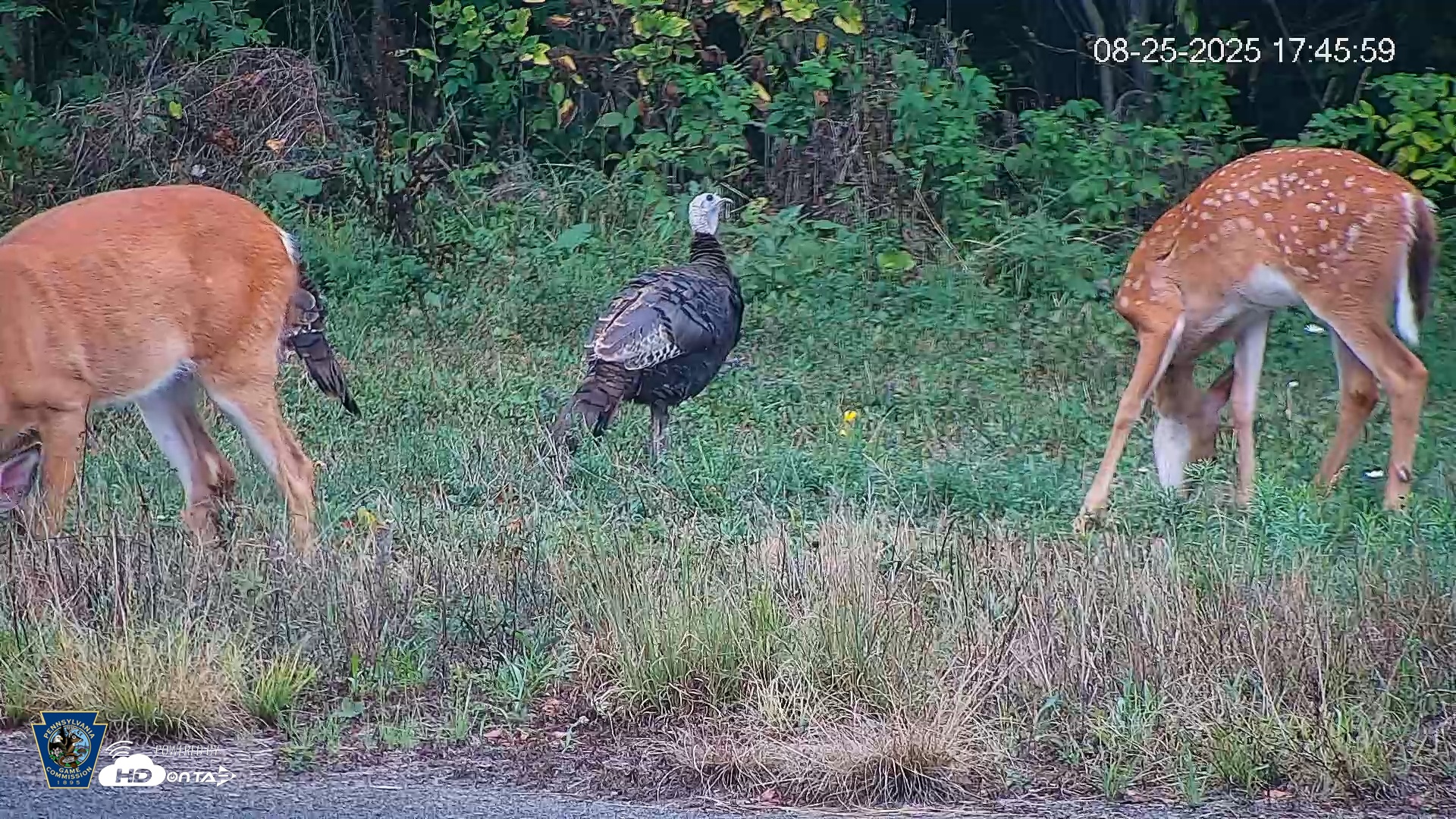 Snapshot of Pennsylvania Elk Live Webcam taken Aug 25, 2025, 5:46pm EDT