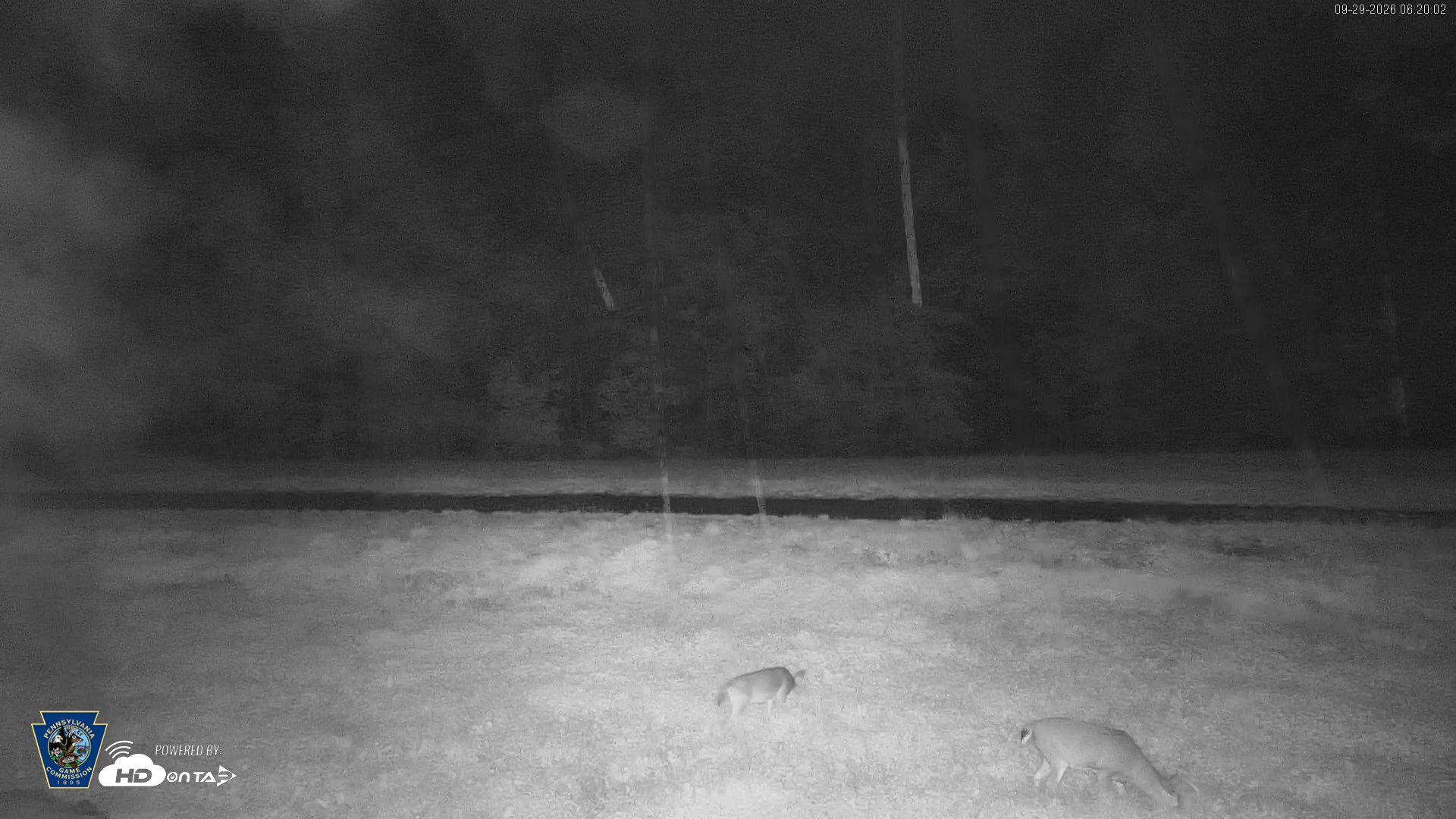Snapshot of Pennsylvania Elk Live Webcam taken Sep 29, 2026, 6:21am EDT