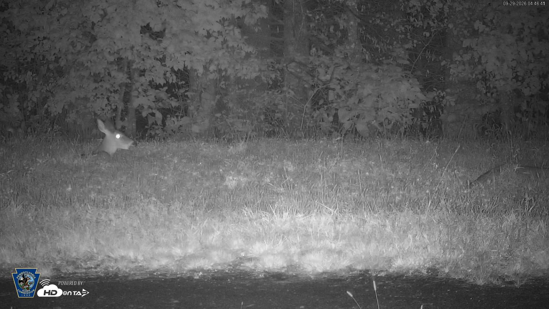 Snapshot of Pennsylvania Elk Live Webcam taken Sep 29, 2026, 4:47am EDT