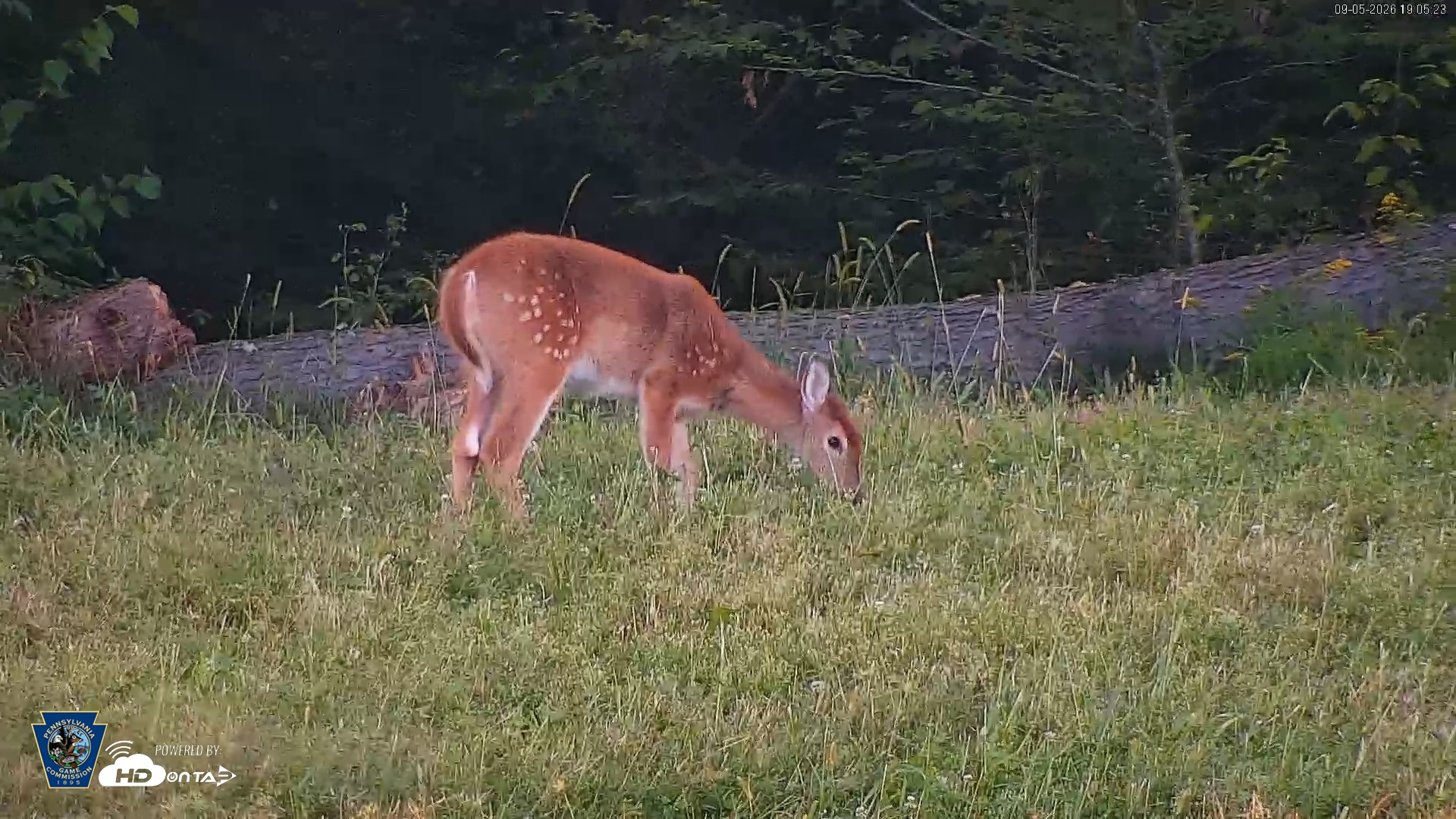 Snapshot of Pennsylvania Elk Live Webcam taken Sep 5, 2026, 7:06pm EDT