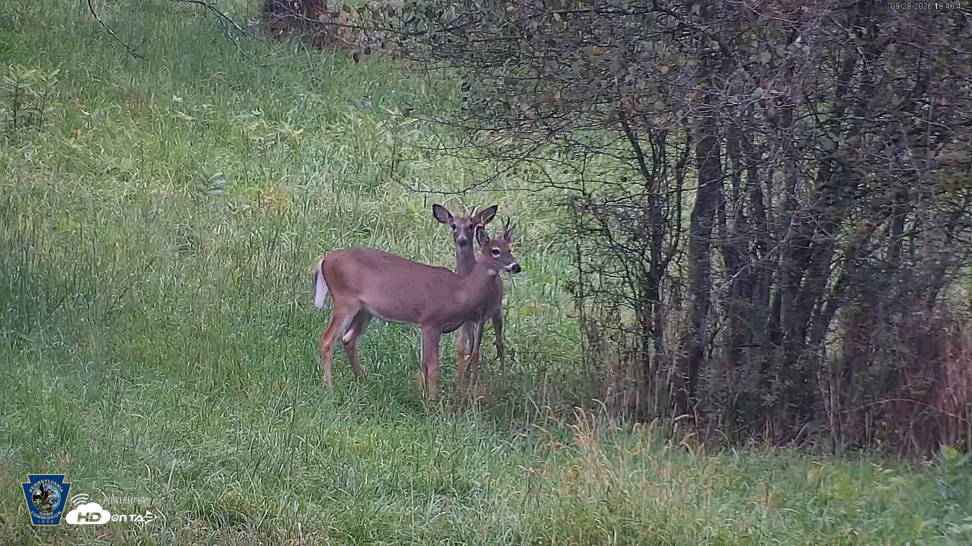 Snapshot of Pennsylvania Elk Live Webcam taken Sep 28, 2026, 6:47pm EDT