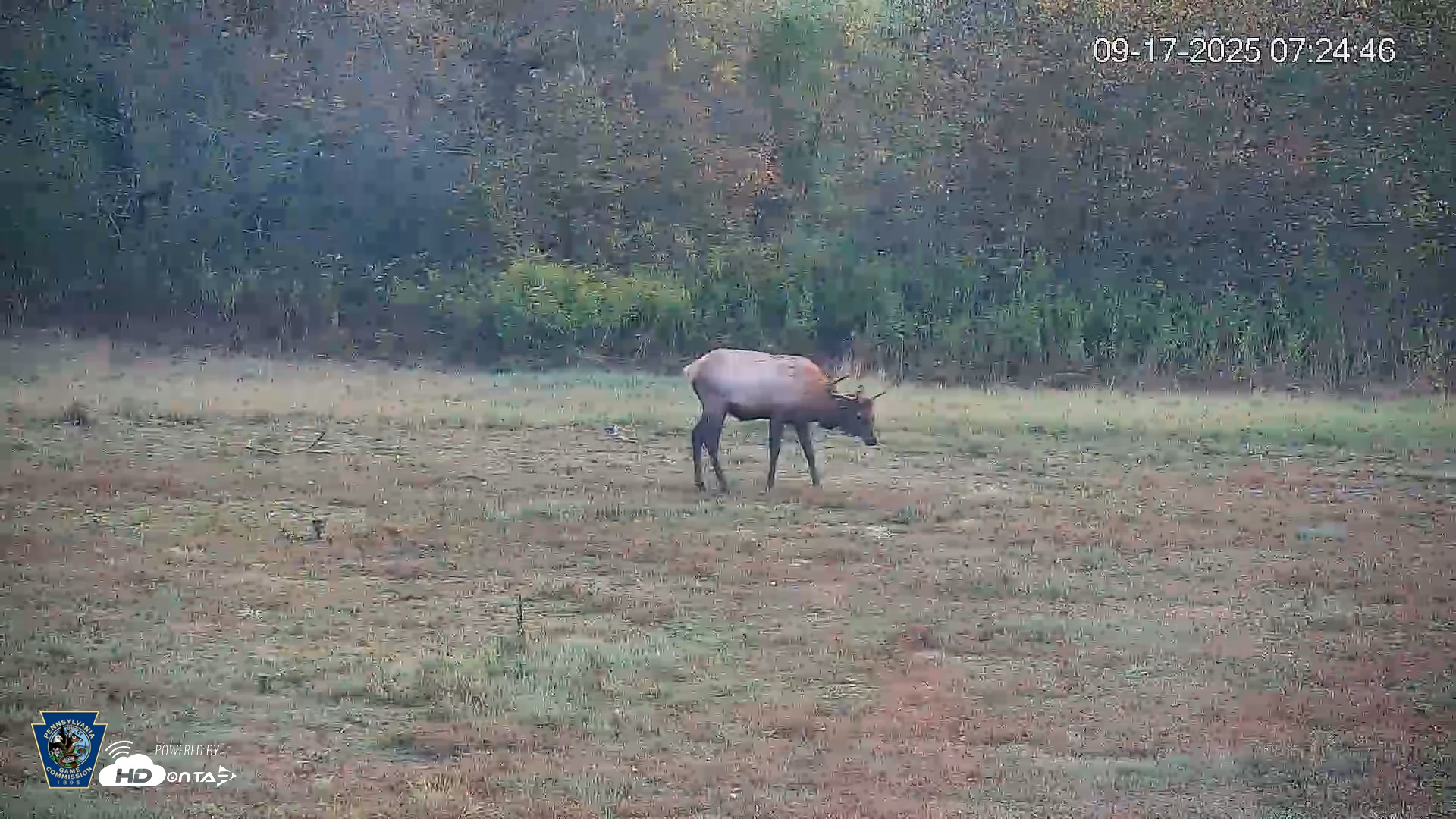 Snapshot of Pennsylvania Elk Live Webcam taken Sep 17, 2025, 7:25am EDT