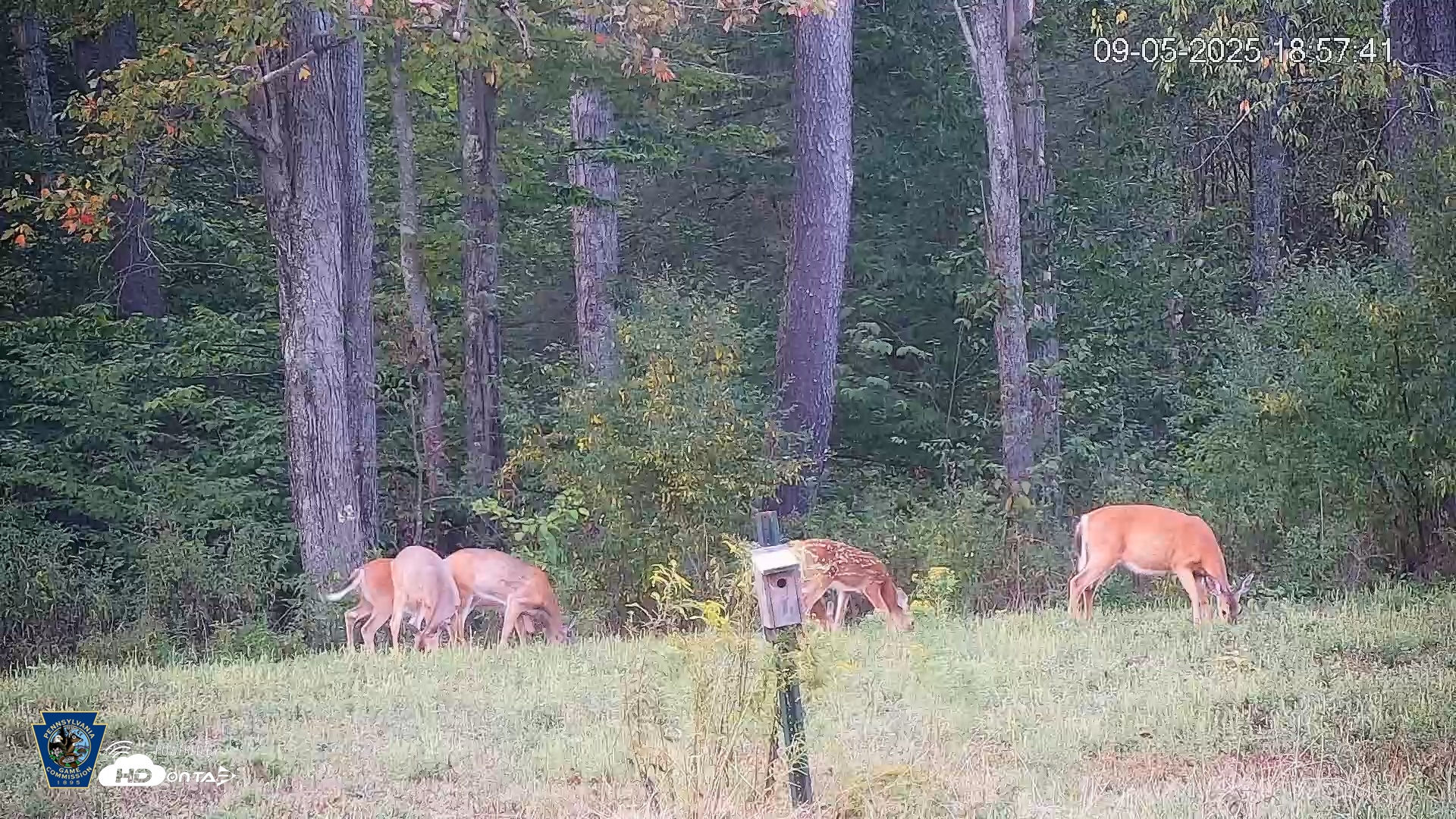 Snapshot of Pennsylvania Elk Live Webcam taken Sep 5, 2025, 6:58pm EDT