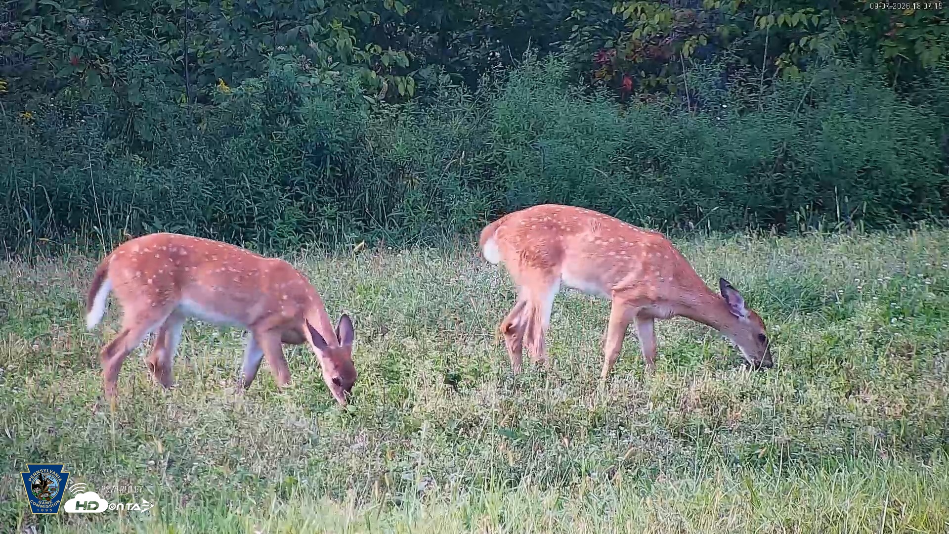 Snapshot of Pennsylvania Elk Live Webcam taken Sep 7, 2026, 6:08pm EDT