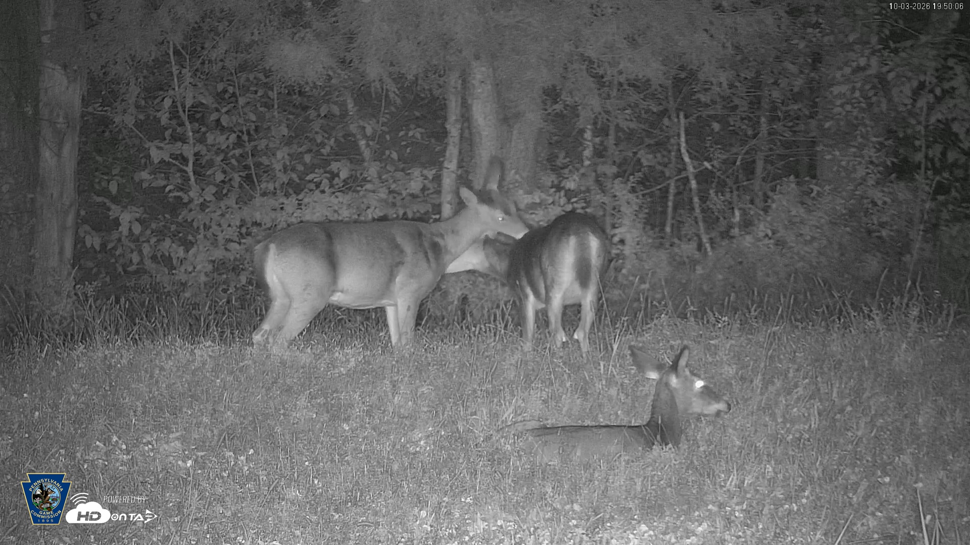 Snapshot of Pennsylvania Elk Live Webcam taken Oct 3, 2026, 7:51pm EDT