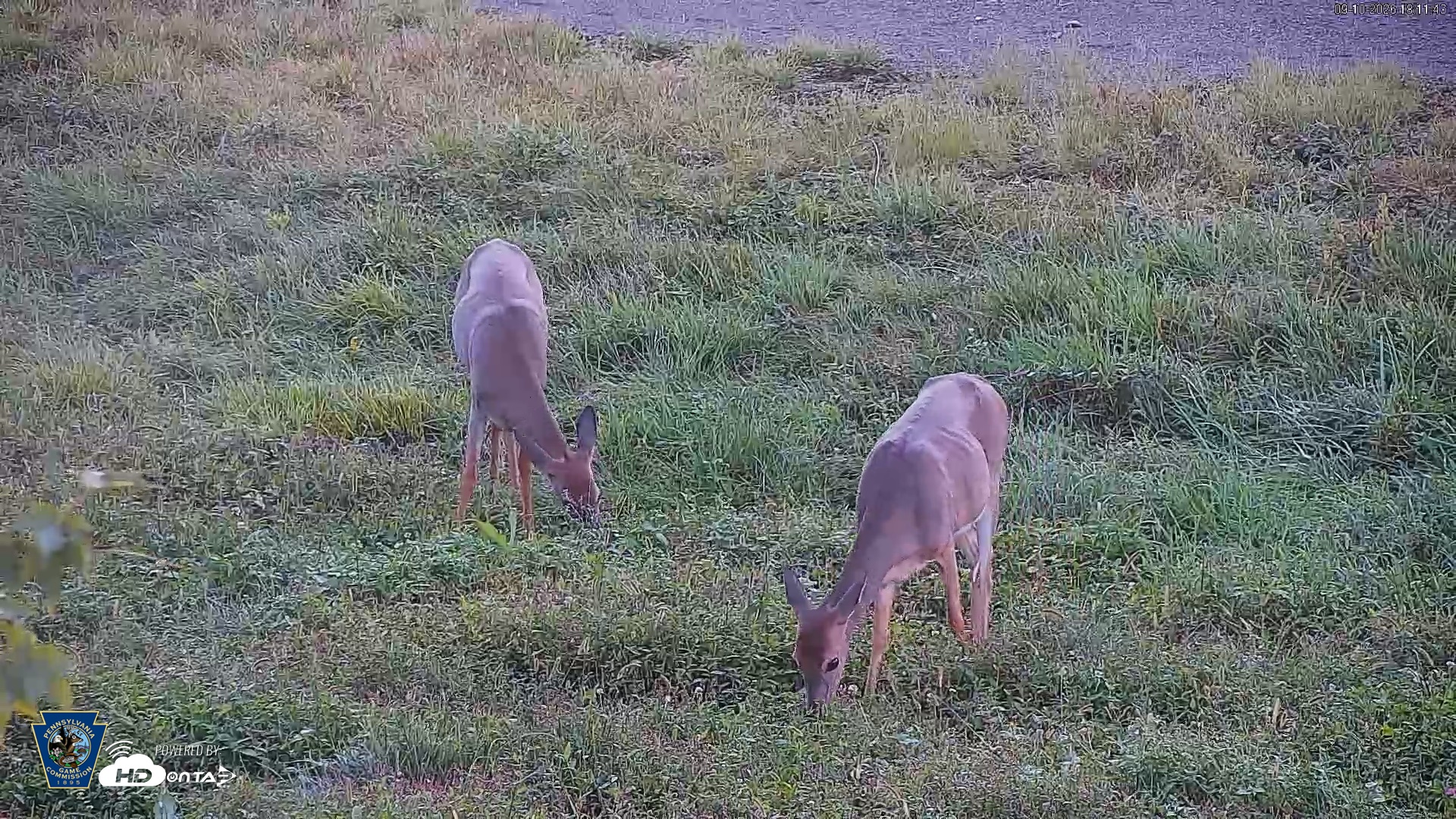 Snapshot of Pennsylvania Elk Live Webcam taken Sep 10, 2026, 6:12pm EDT
