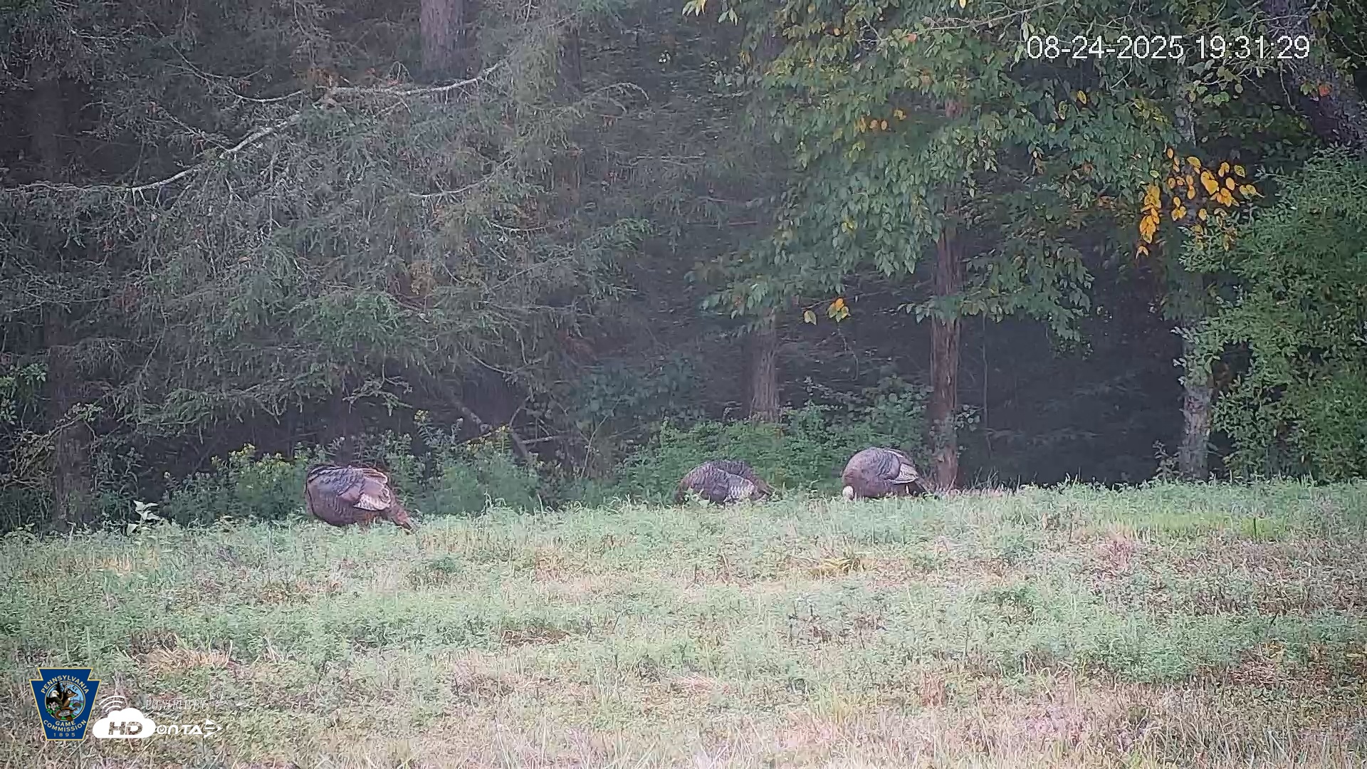 Snapshot of Pennsylvania Elk Live Webcam taken Aug 24, 2025, 7:32pm EDT