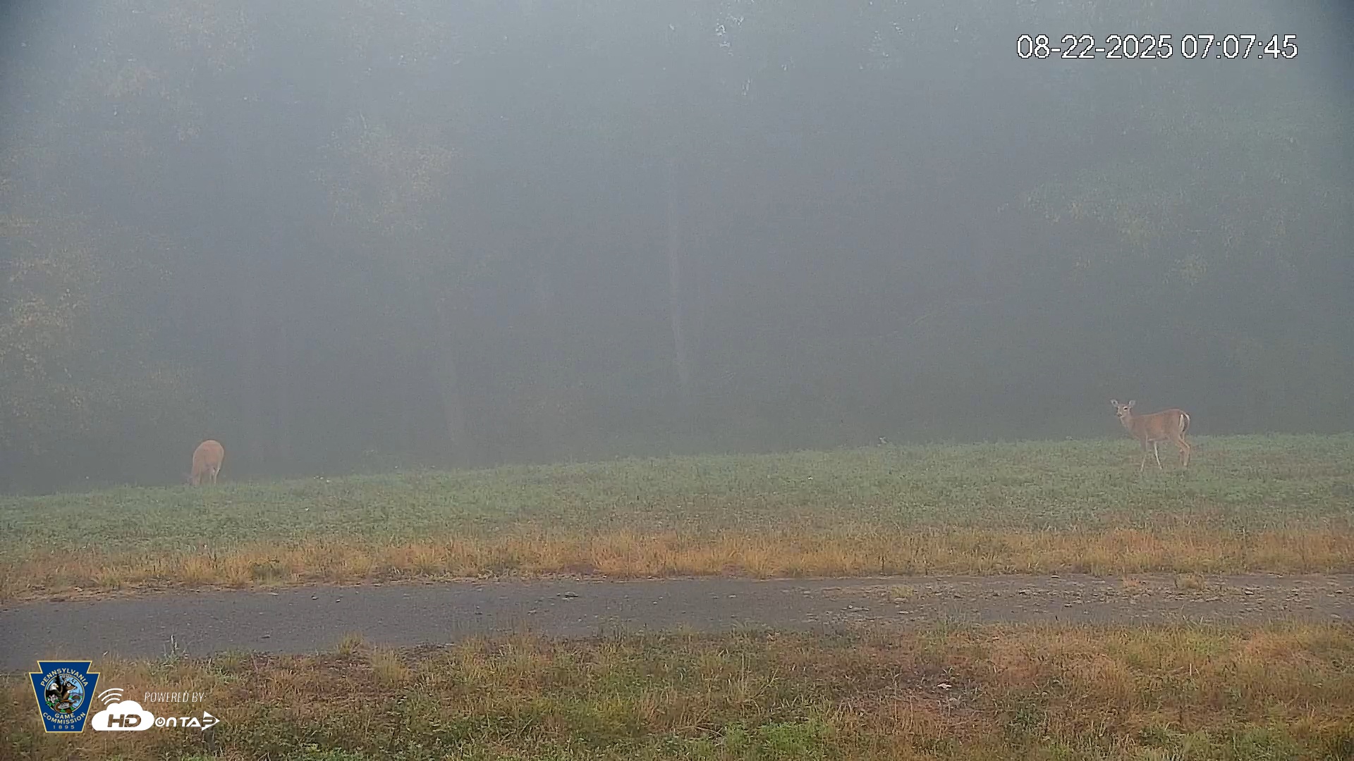 Snapshot of Pennsylvania Elk Live Webcam taken Aug 22, 2025, 7:08am EDT