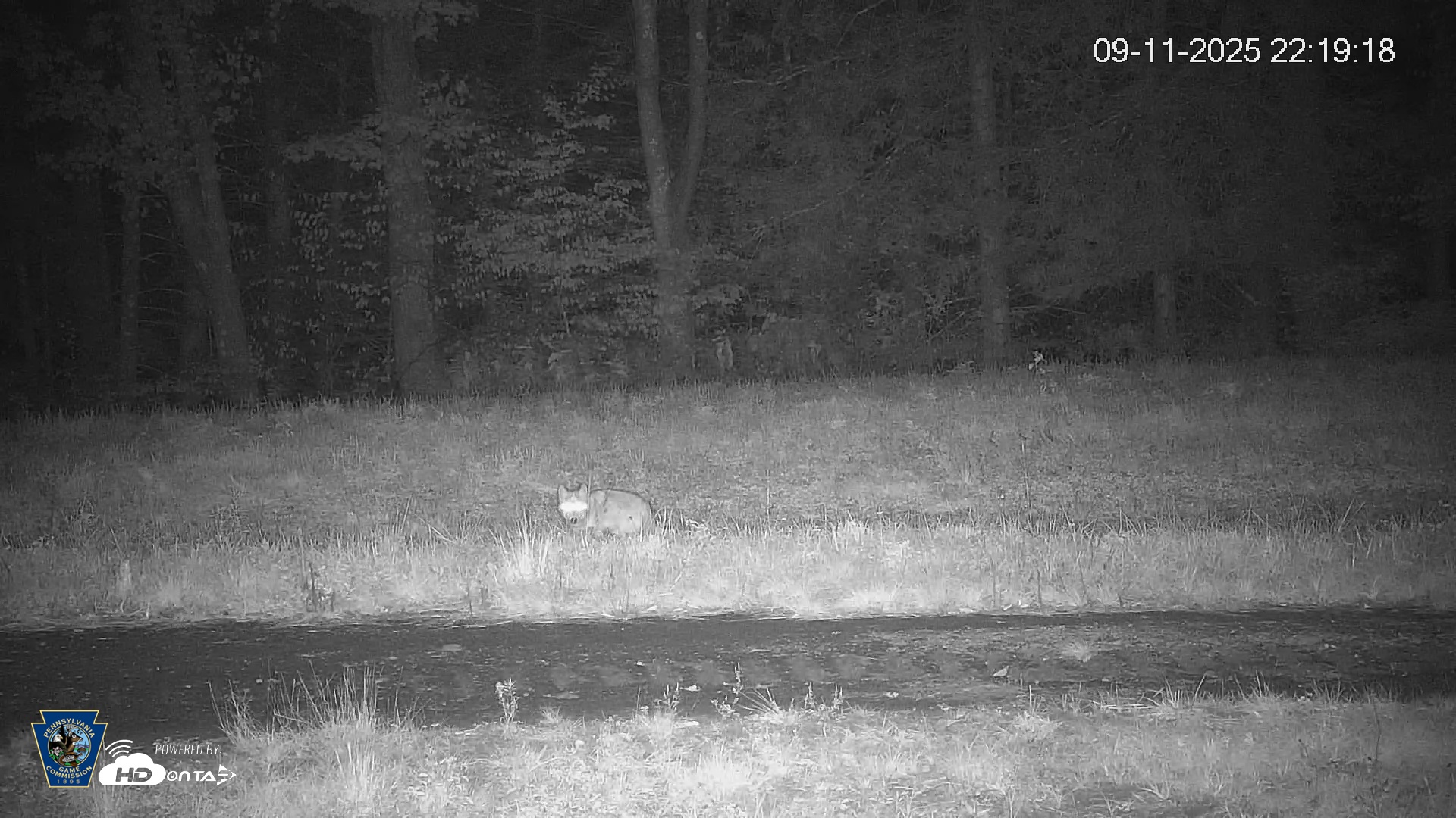 Snapshot of Pennsylvania Elk Live Webcam taken Sep 11, 2025, 10:19pm EDT