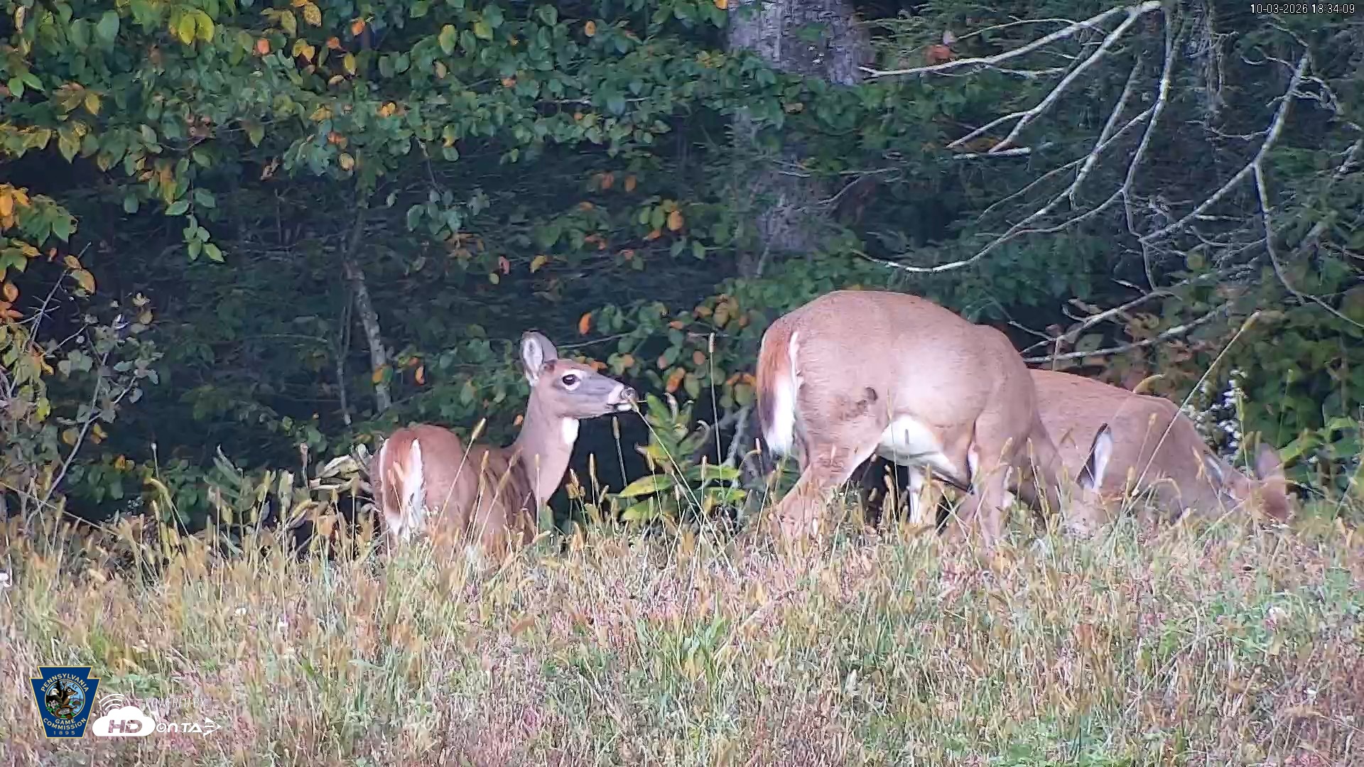 Snapshot of Pennsylvania Elk Live Webcam taken Oct 3, 2026, 6:35pm EDT
