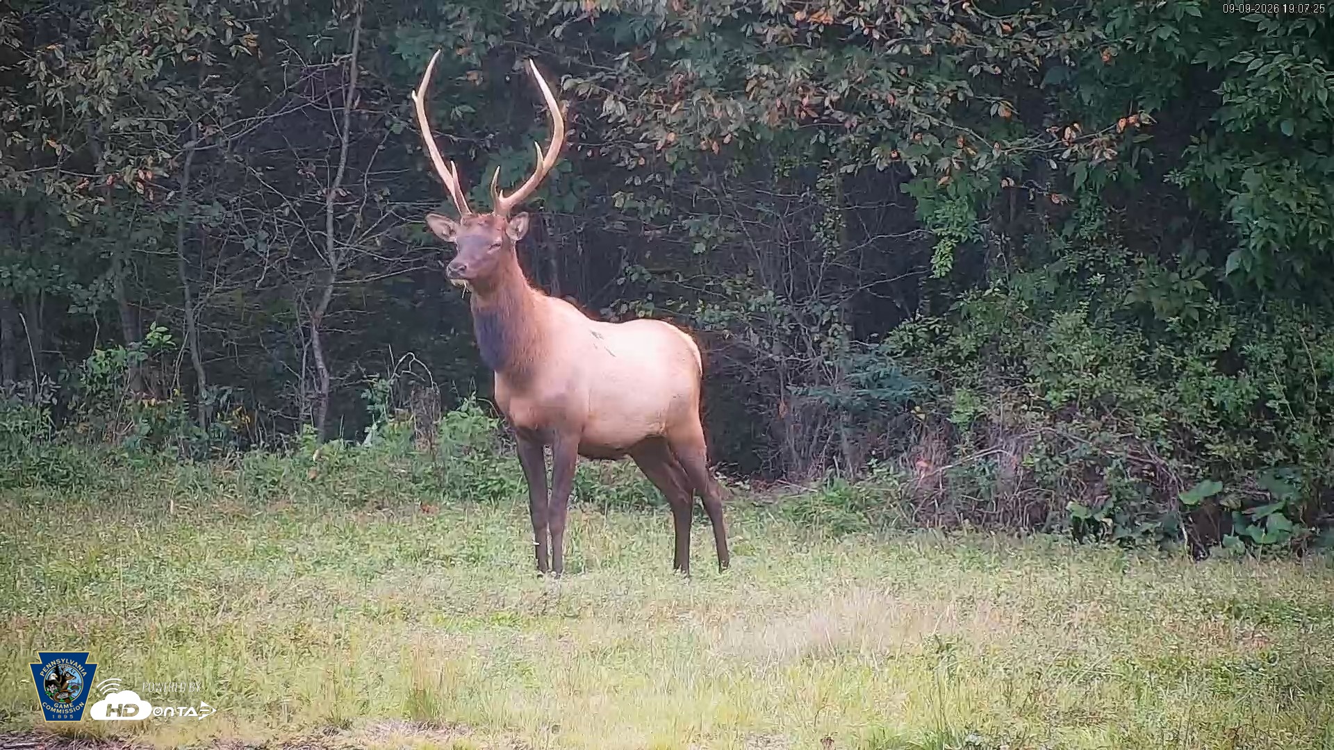 Snapshot of Pennsylvania Elk Live Webcam taken Sep 9, 2026, 7:08pm EDT