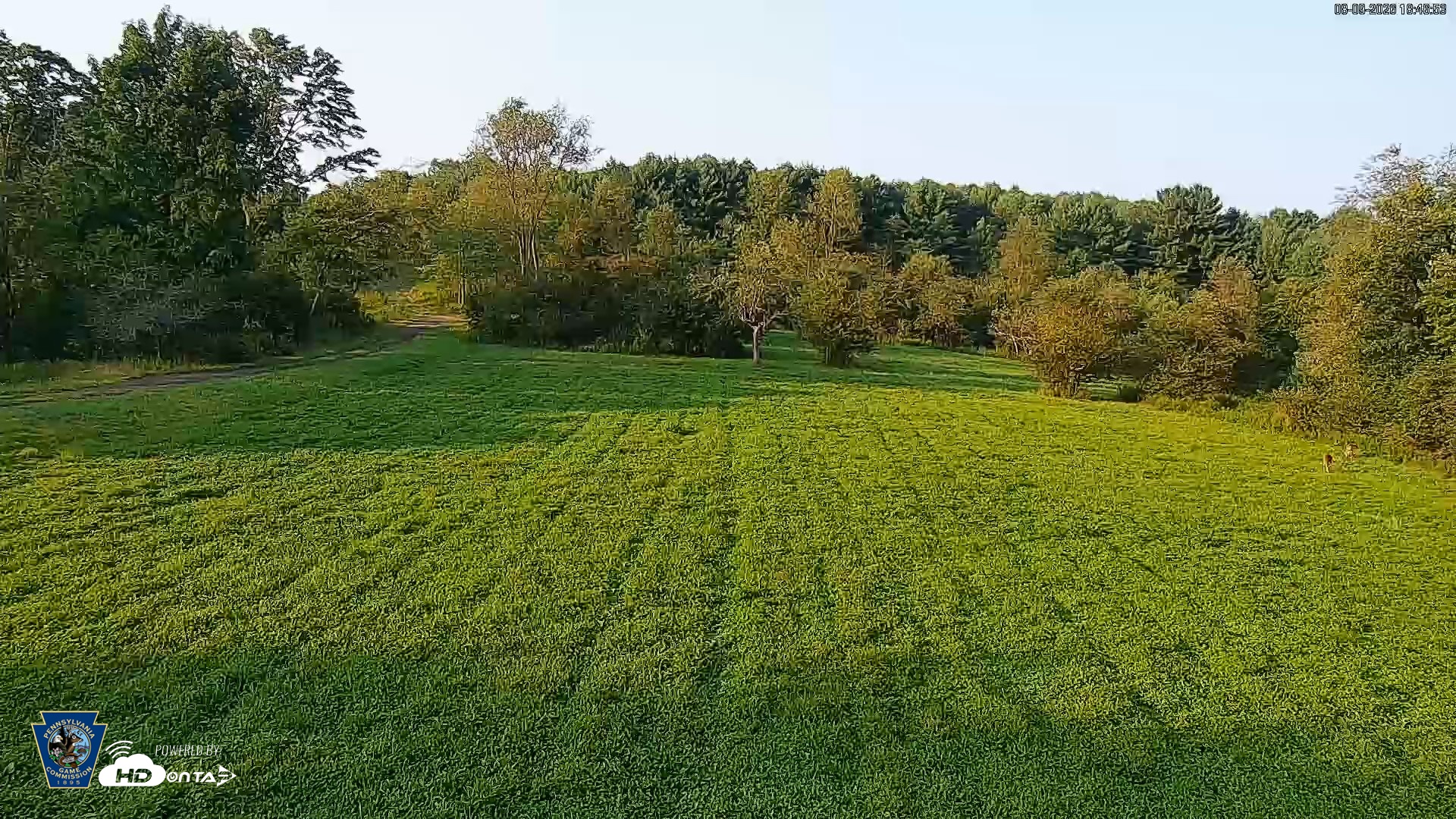 Snapshot of Pennsylvania Elk Live Webcam taken Aug 9, 2026, 6:47pm EDT