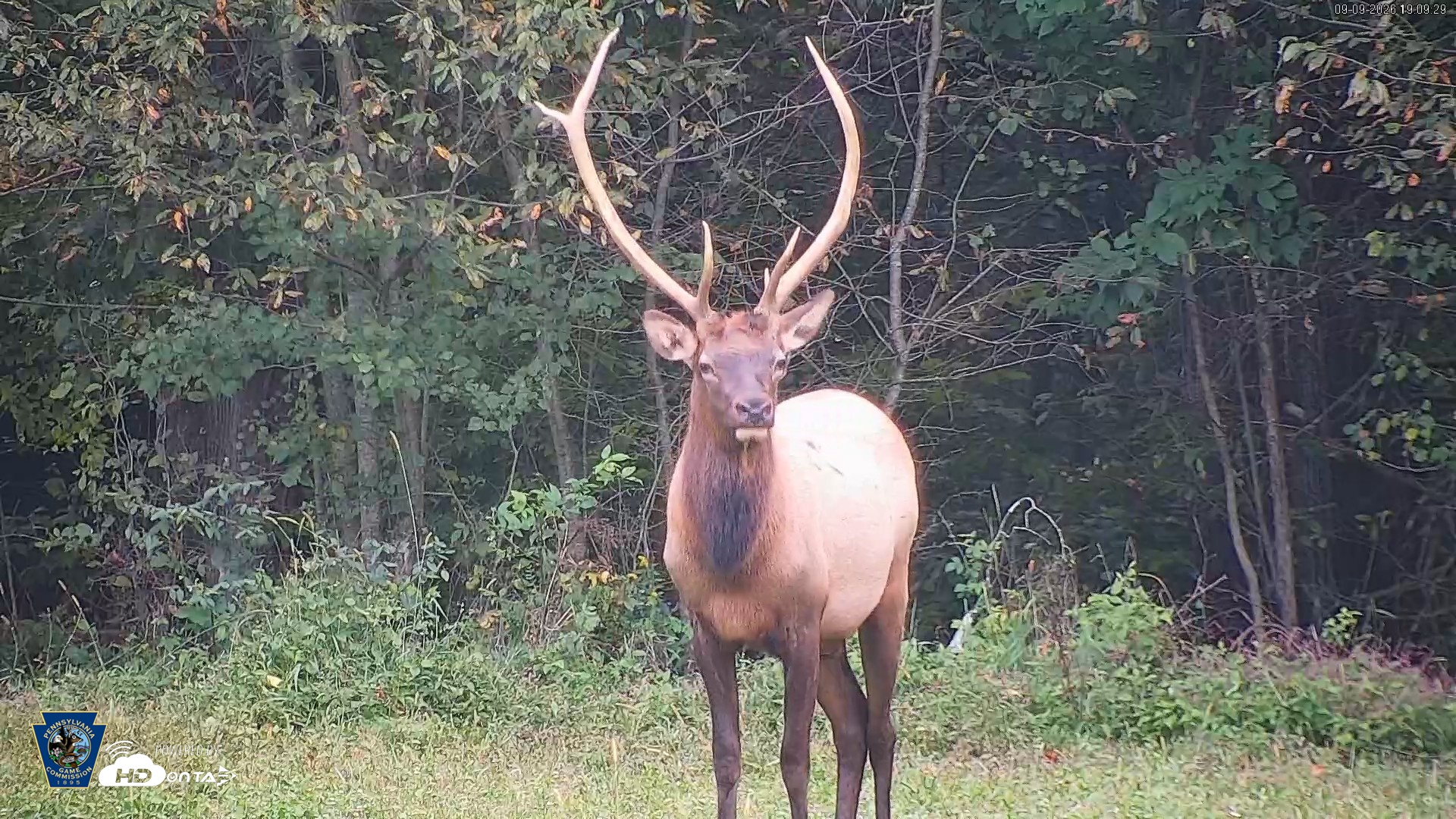 Snapshot of Pennsylvania Elk Live Webcam taken Sep 9, 2026, 7:10pm EDT