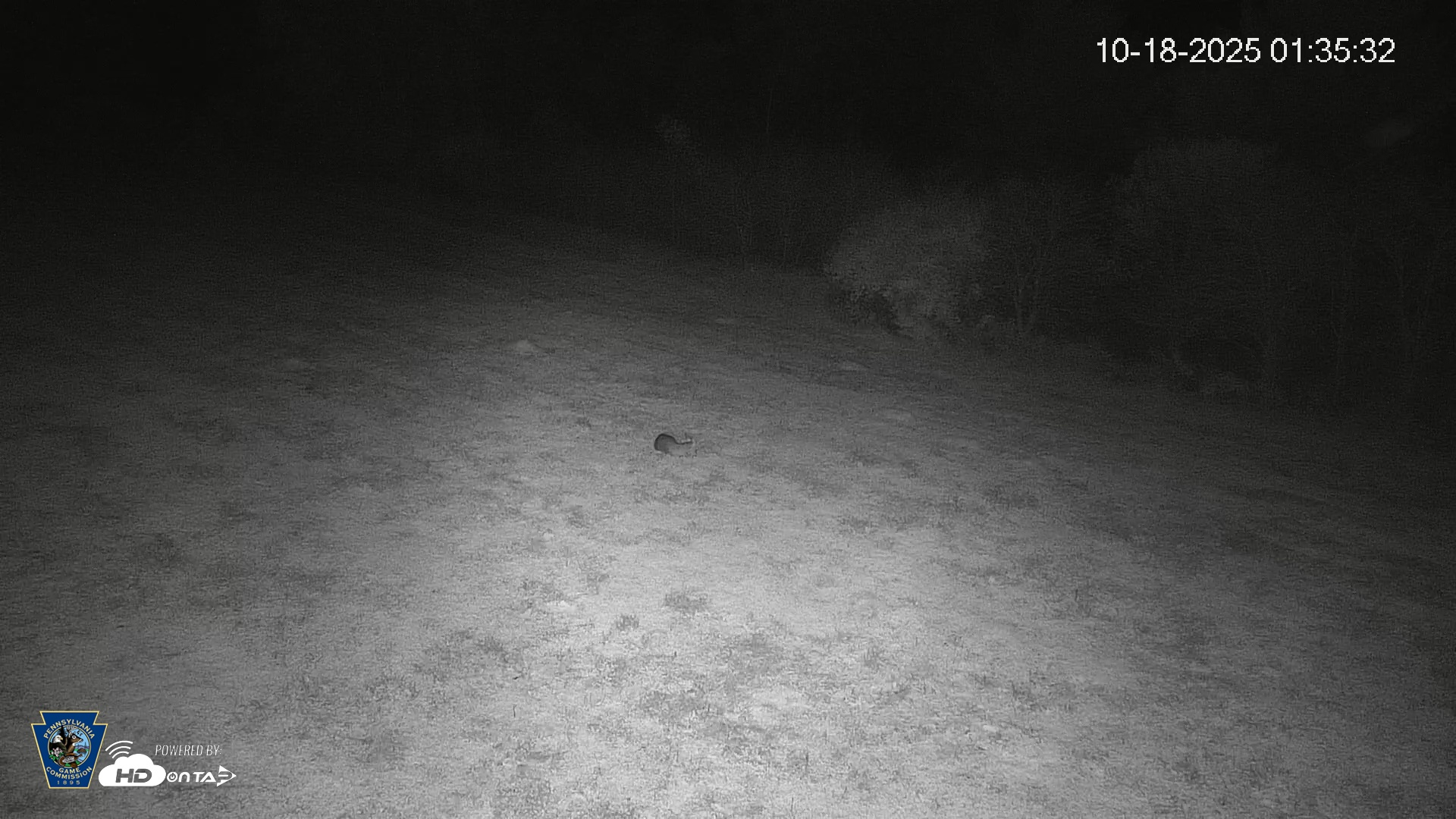 Snapshot of Pennsylvania Elk Live Webcam taken Oct 18, 2025, 1:36am EDT