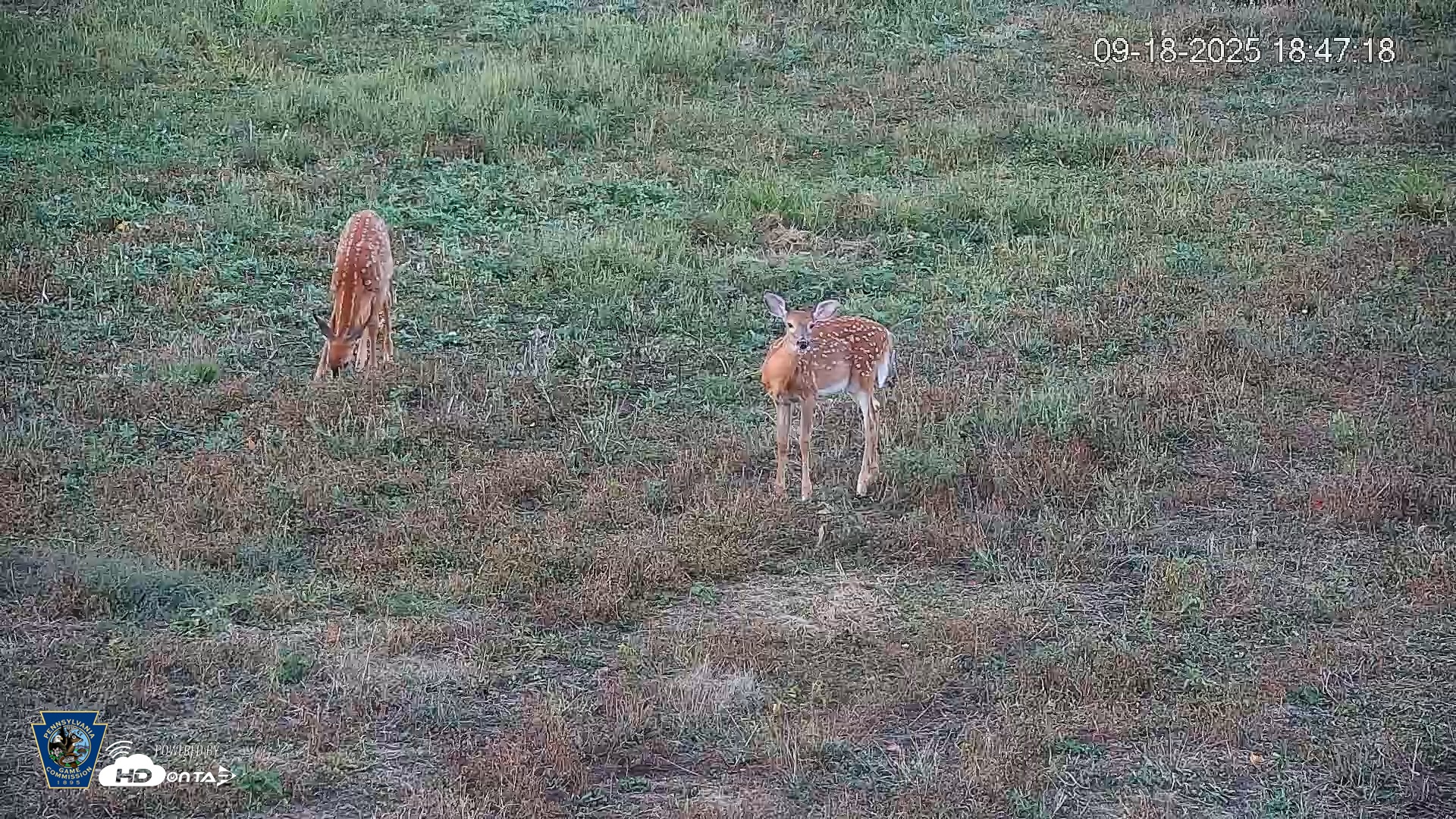Snapshot of Pennsylvania Elk Live Webcam taken Sep 18, 2025, 6:49pm EDT