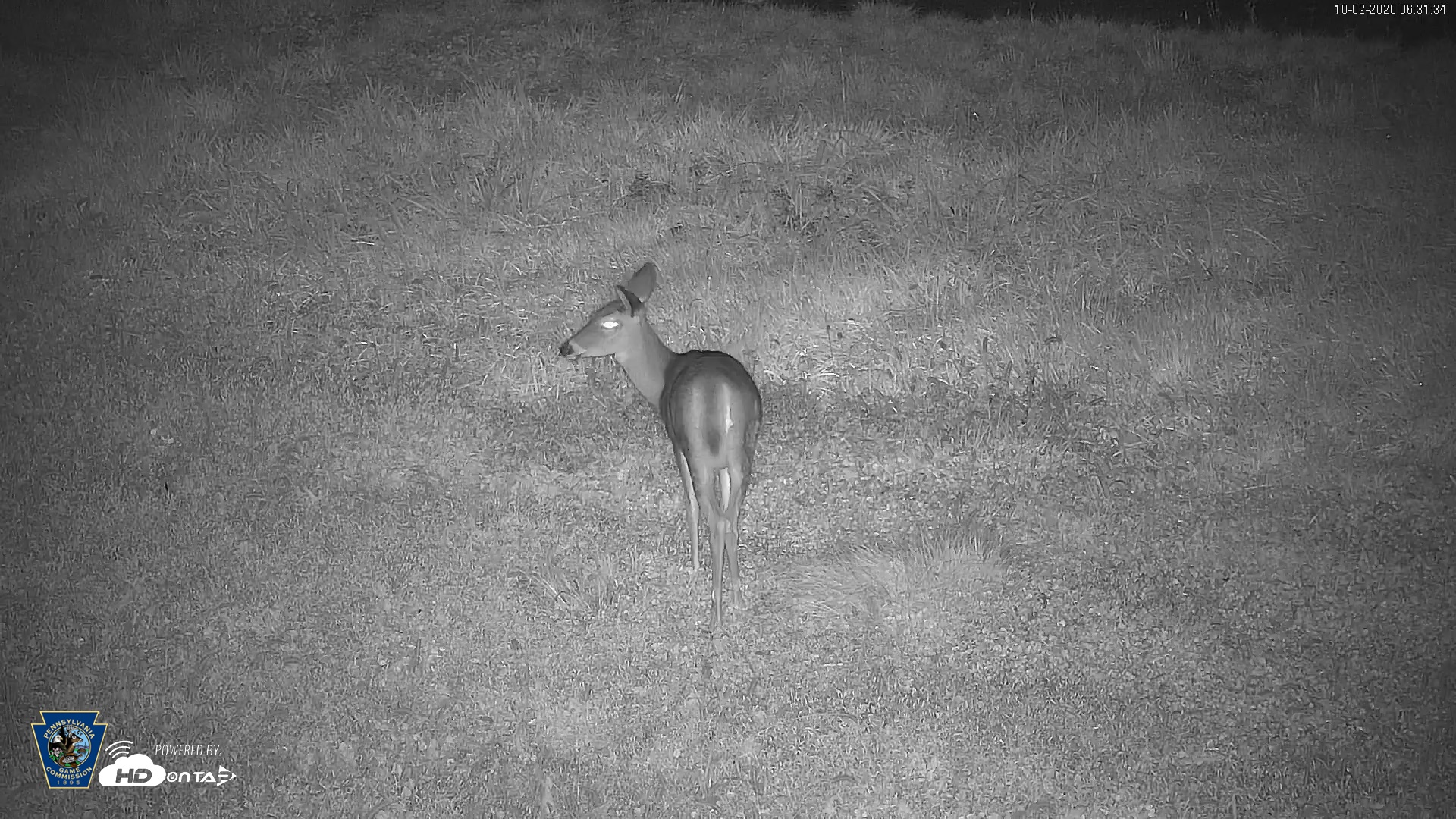 Snapshot of Pennsylvania Elk Live Webcam taken Oct 2, 2026, 6:32am EDT