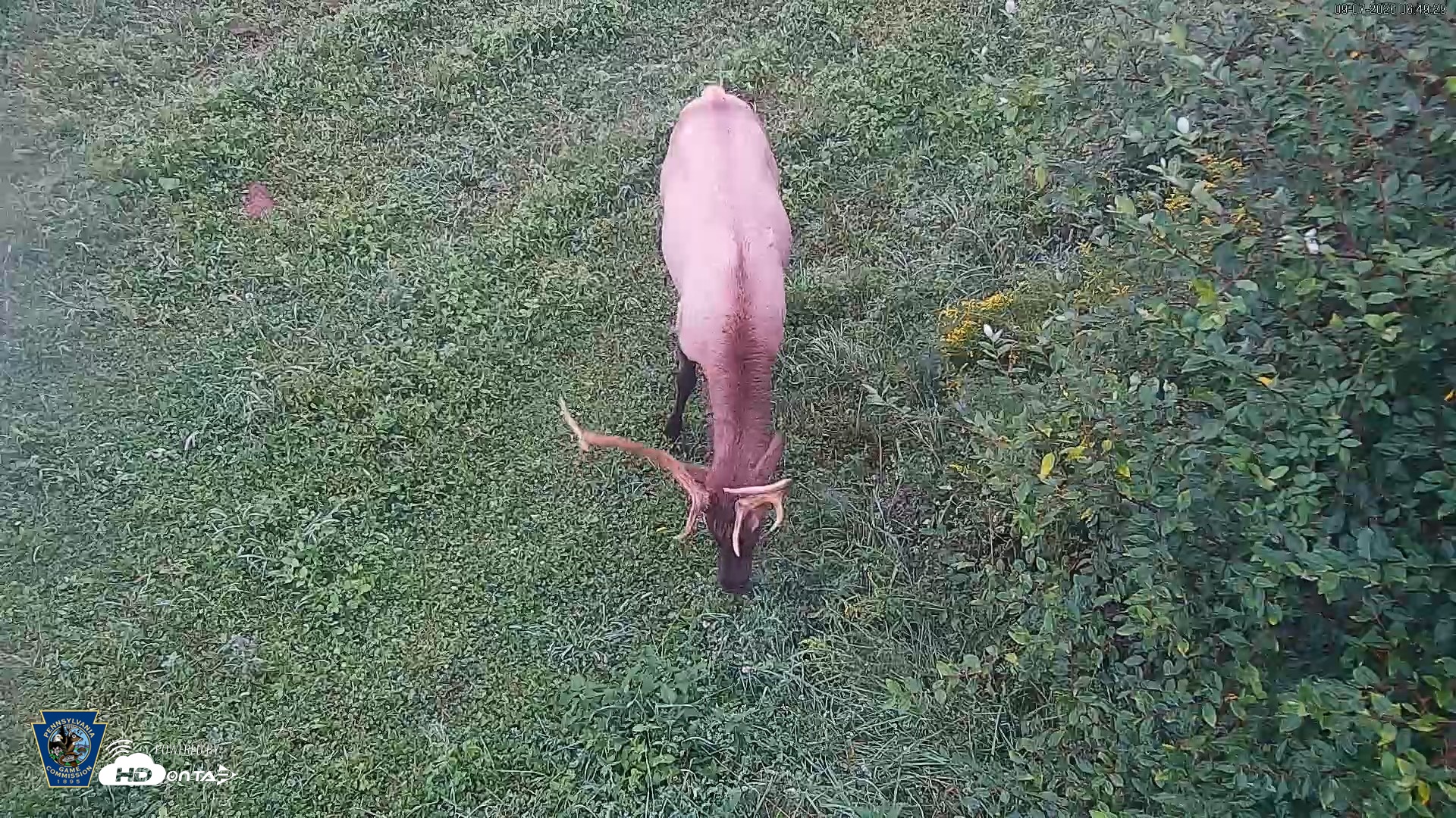 Snapshot of Pennsylvania Elk Live Webcam taken Sep 7, 2026, 6:50am EDT