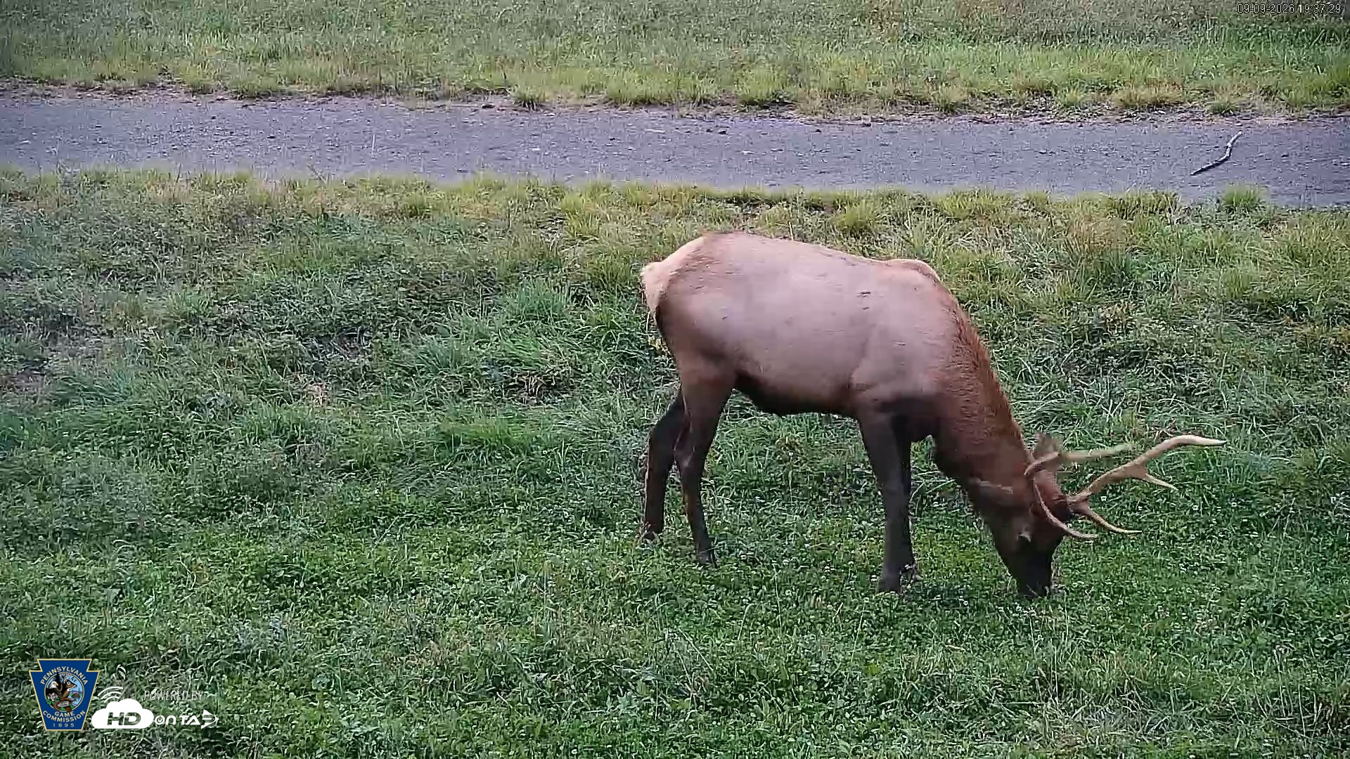 Snapshot of Pennsylvania Elk Live Webcam taken Sep 9, 2026, 7:38pm EDT