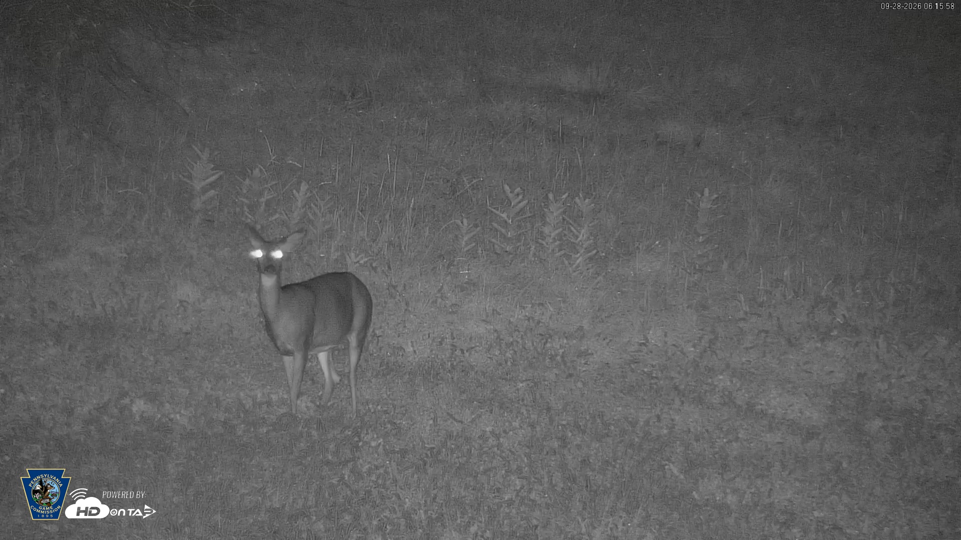 Snapshot of Pennsylvania Elk Live Webcam taken Sep 28, 2026, 6:16am EDT