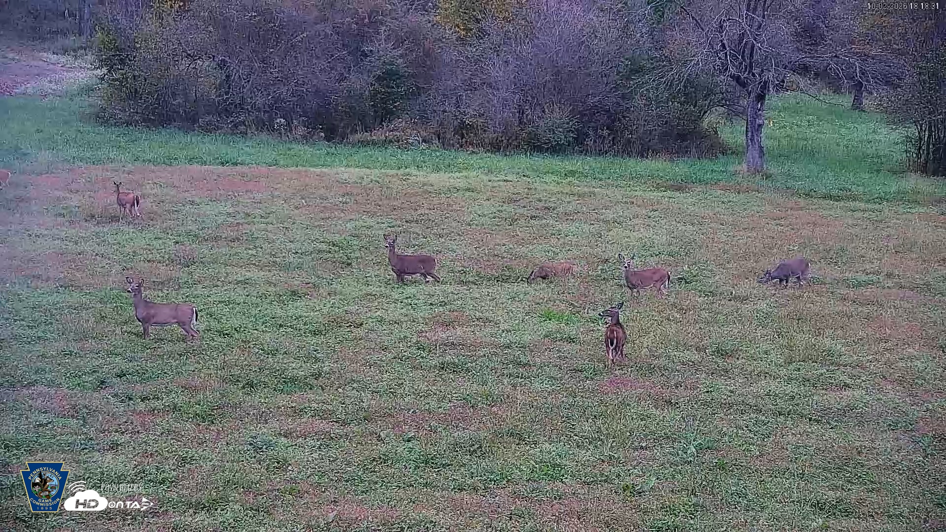 Snapshot of Pennsylvania Elk Live Webcam taken Oct 2, 2026, 6:19pm EDT