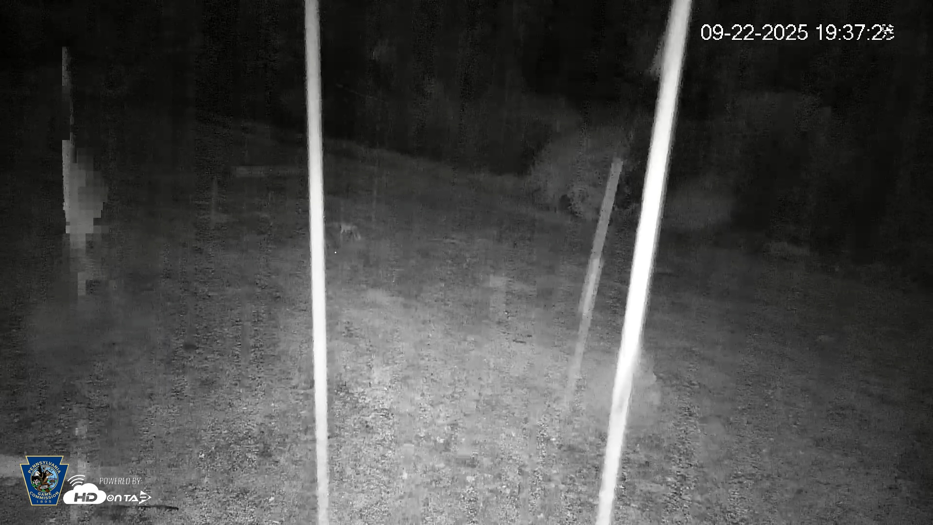 Snapshot of Pennsylvania Elk Live Webcam taken Sep 22, 2025, 7:38pm EDT