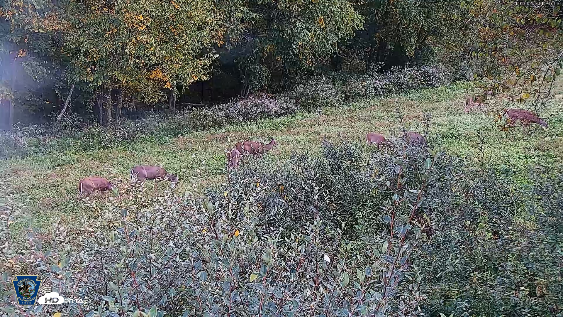 Snapshot of Pennsylvania Elk Live Webcam taken Sep 30, 2026, 5:29pm EDT