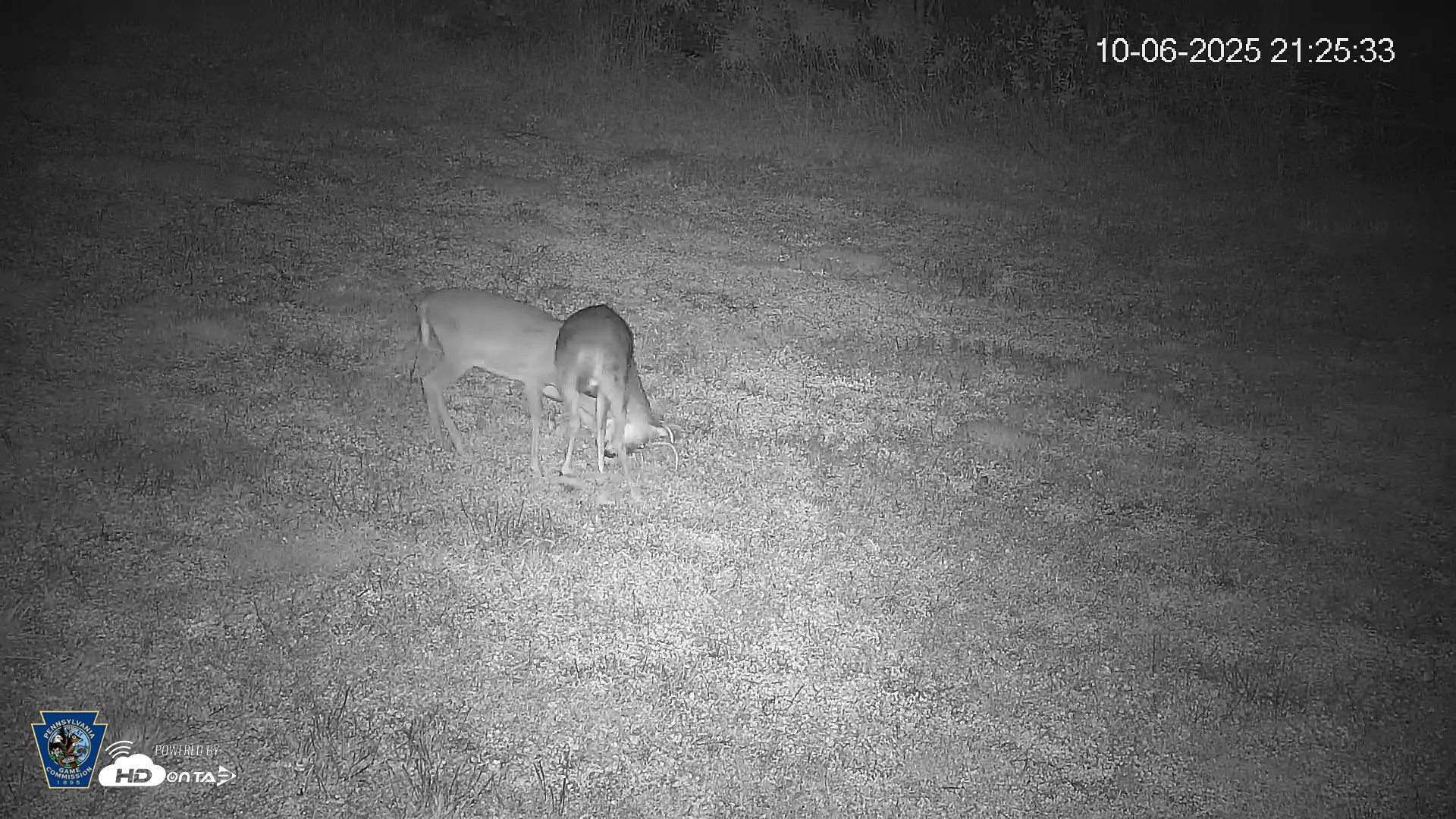 Snapshot of Pennsylvania Elk Live Webcam taken Oct 6, 2025, 9:26pm EDT