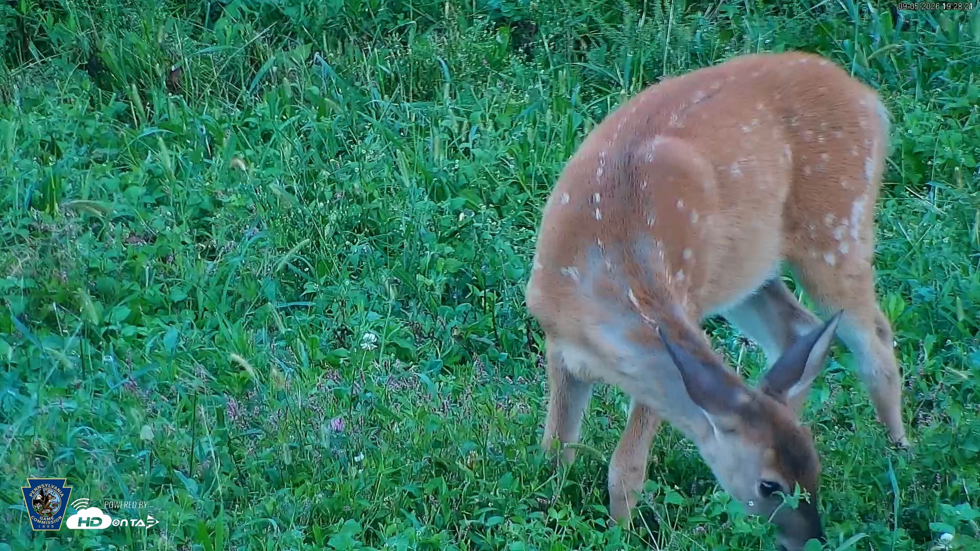 Snapshot of Pennsylvania Elk Live Webcam taken Sep 5, 2026, 7:29pm EDT