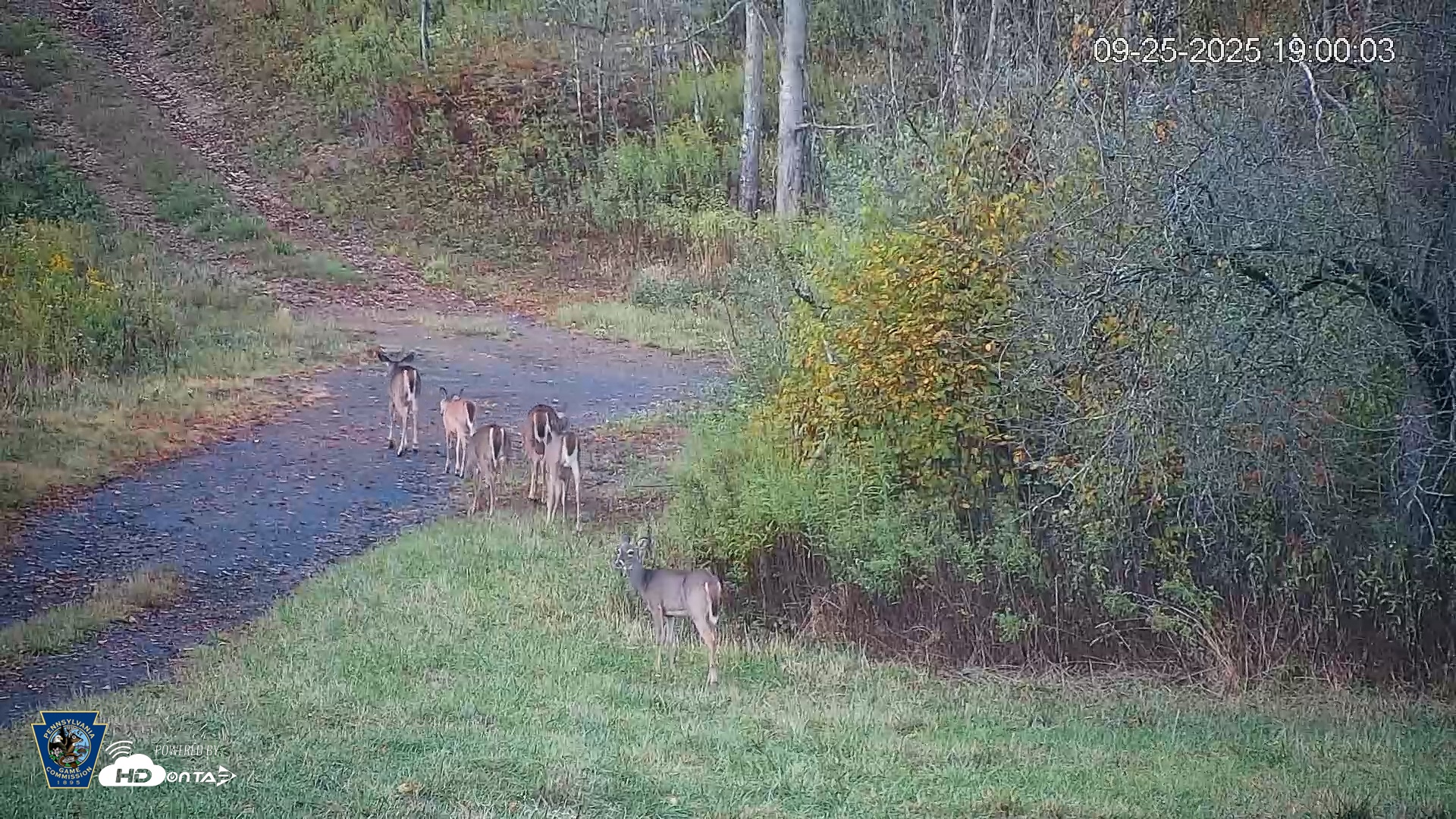 Snapshot of Pennsylvania Elk Live Webcam taken Sep 25, 2025, 7:00pm EDT