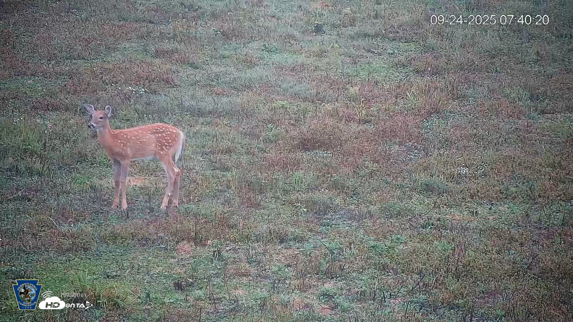 Snapshot of Pennsylvania Elk Live Webcam taken Sep 24, 2025, 7:41am EDT