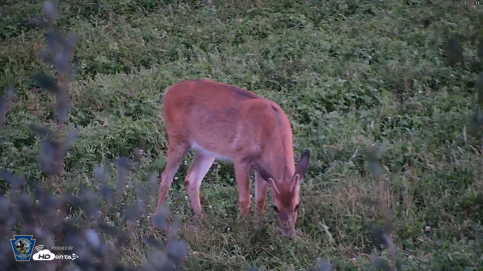 Snapshot of Pennsylvania Elk Live Webcam taken Sep 5, 2026, 7:57pm EDT