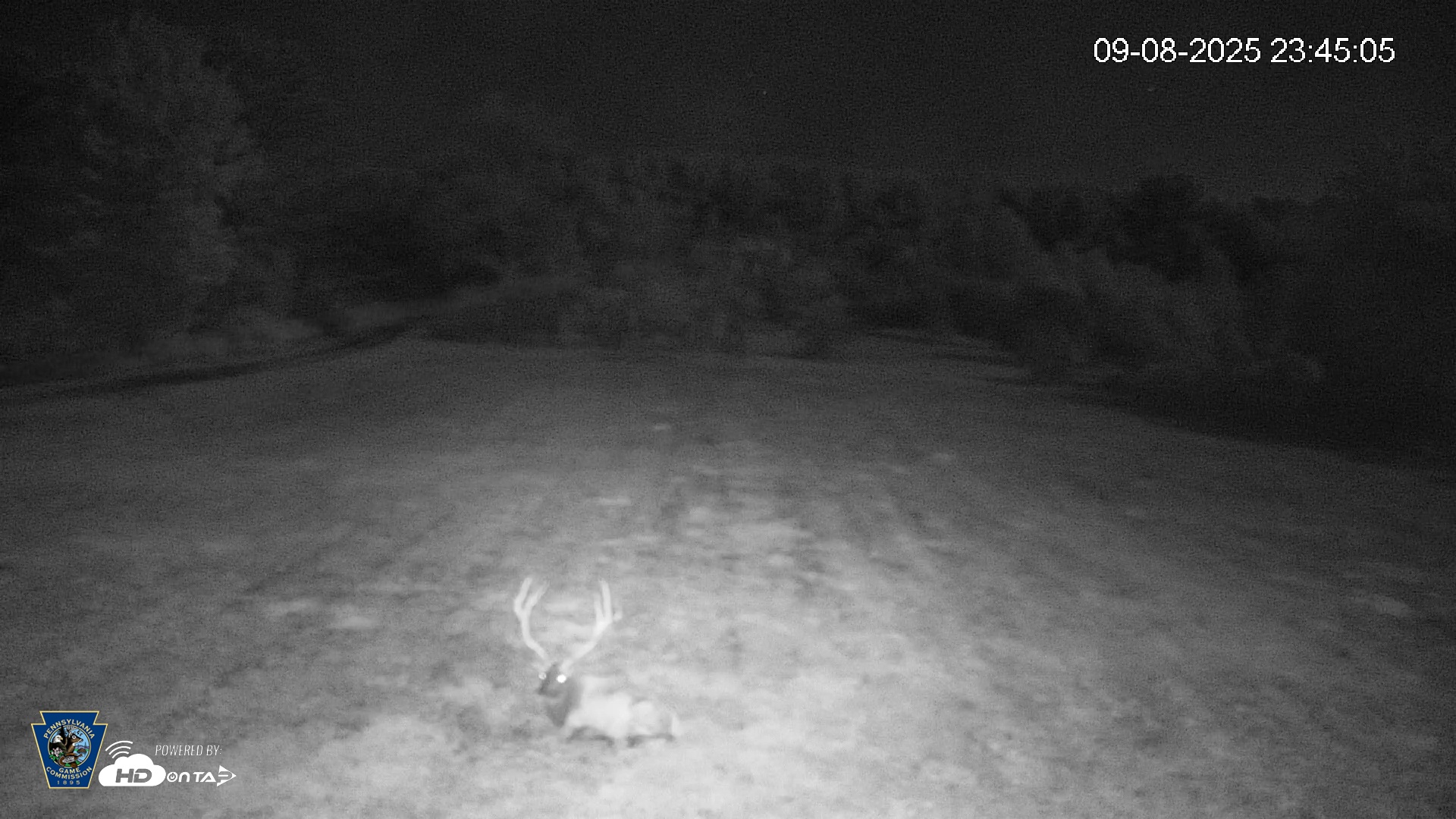 Snapshot of Pennsylvania Elk Live Webcam taken Sep 8, 2025, 11:46pm EDT